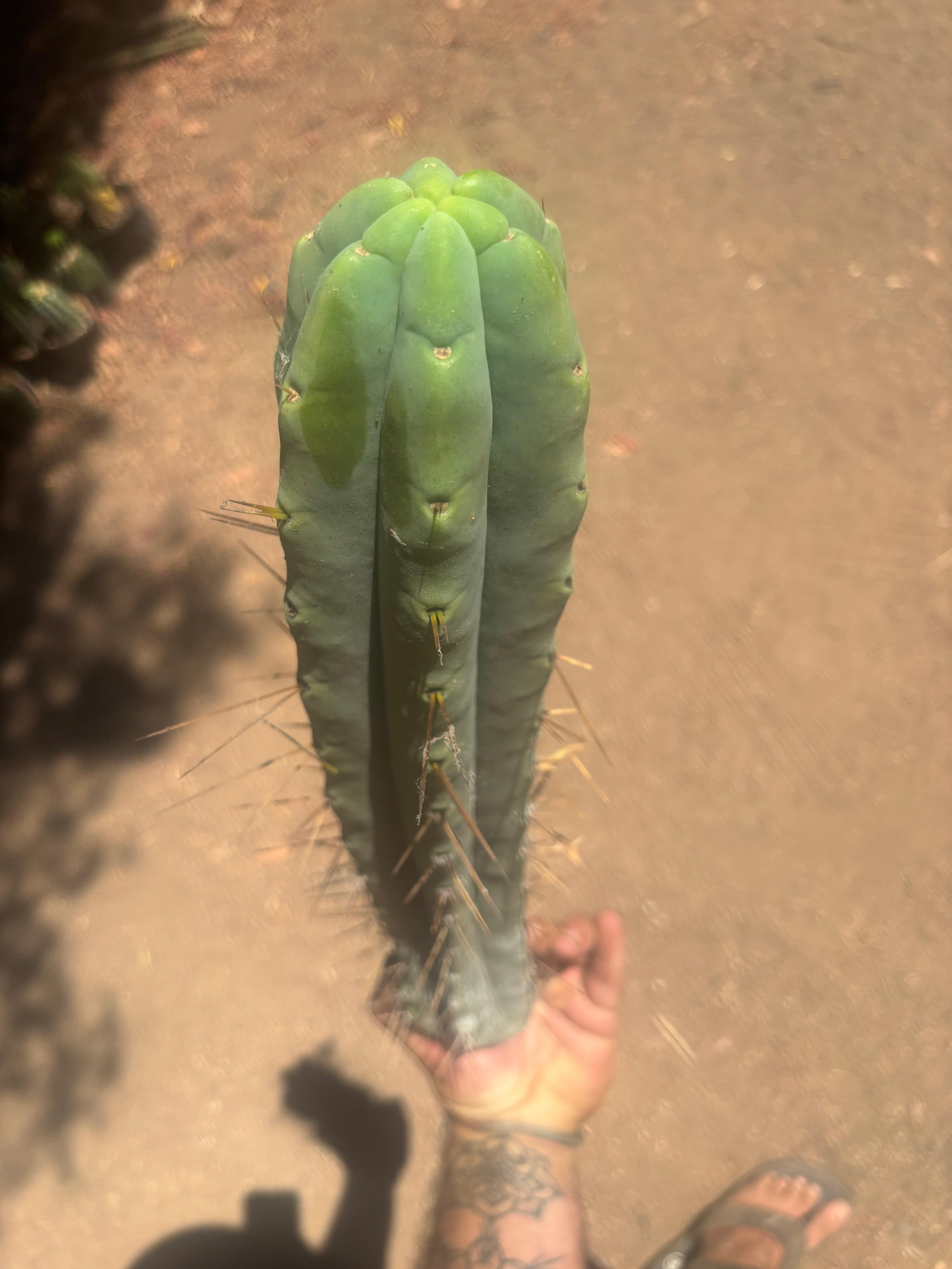 👑🌶️🌶️ Eileen — XL 16” Pups — 3 Identical in Stock
