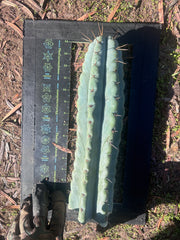 💎🌶️ NOM — XL 14” Tip