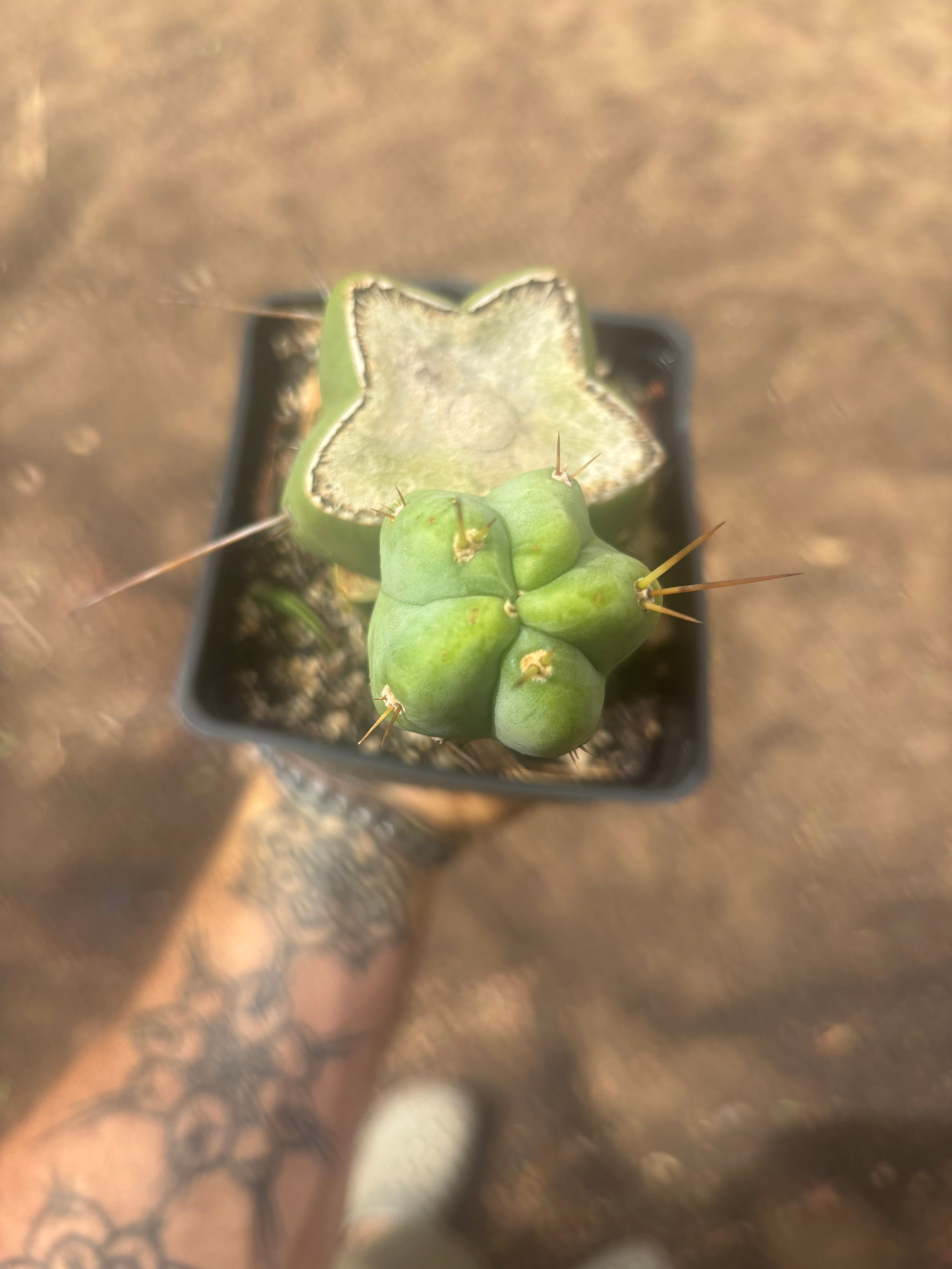 💎👑🌶️ Platform 9 3/4  — Established Puck Graft w/ Pup on Rooted PC