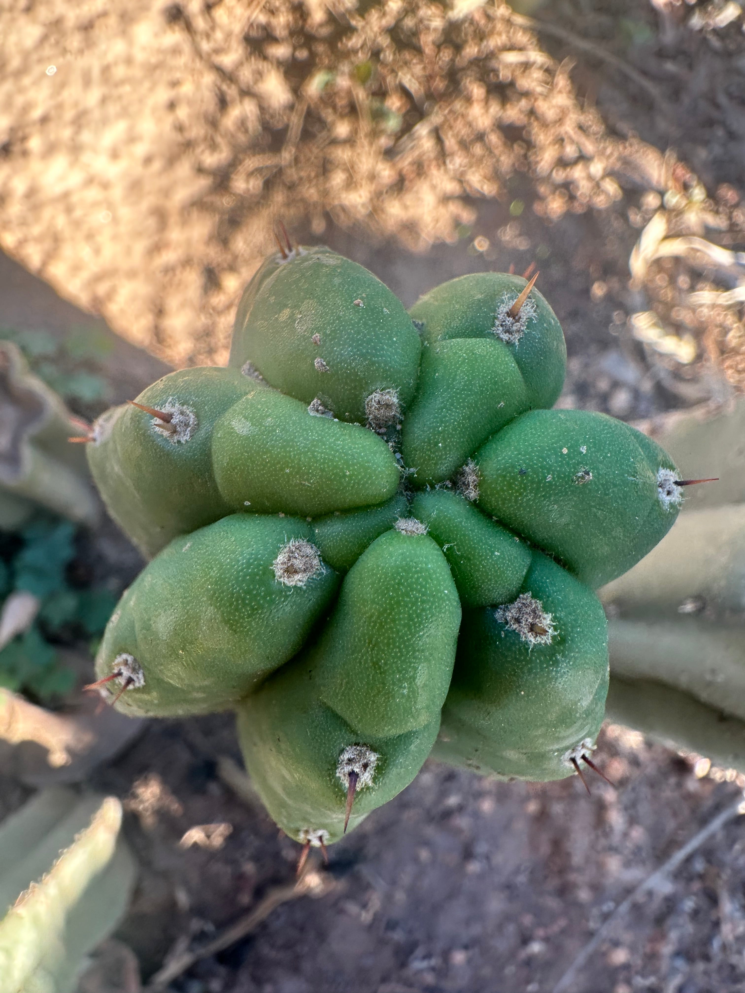 👑🌶️ Genesis — 9” Pup