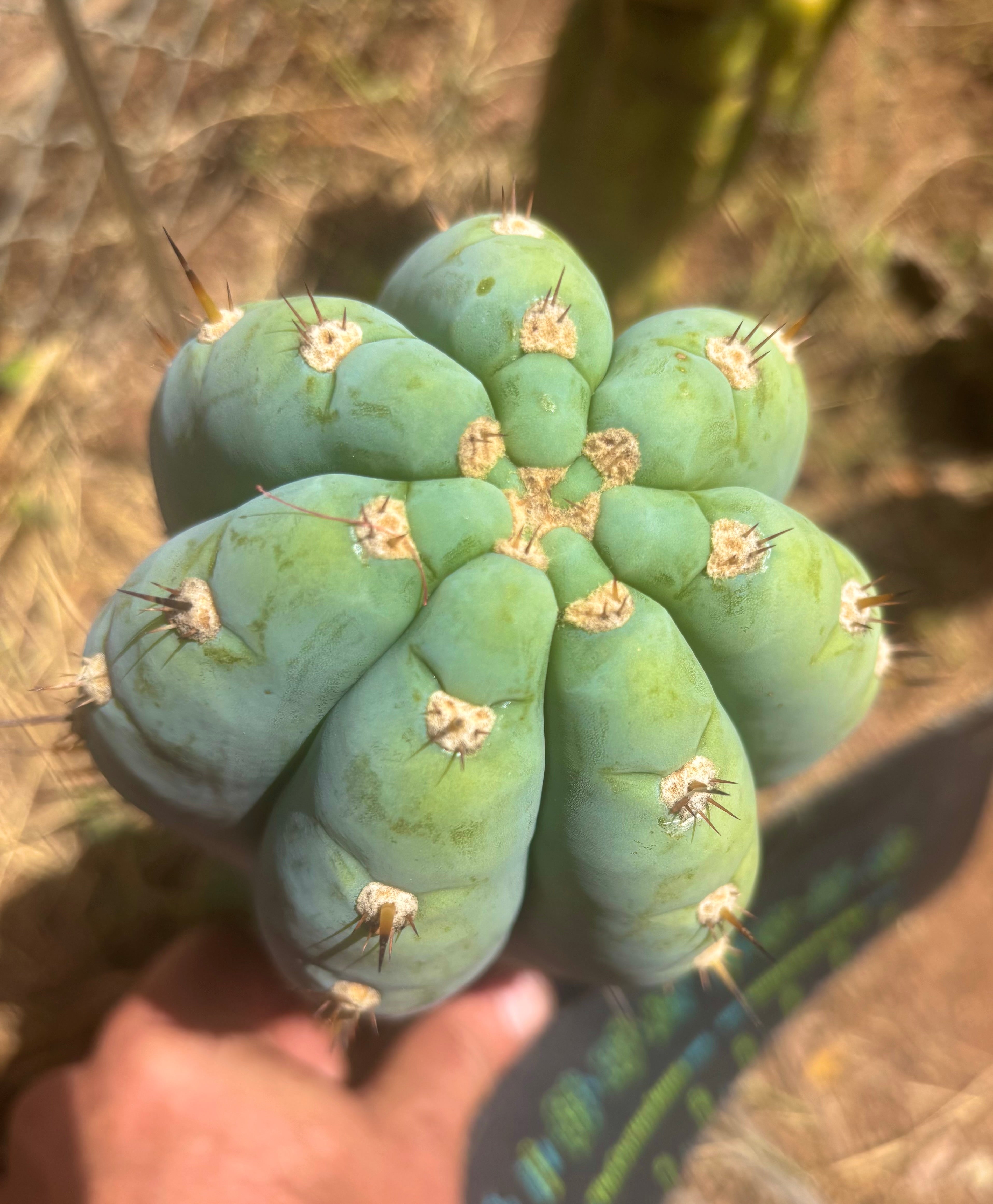 💎👑💎 Althea — *Massive* 9” Tip