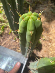 👑🌶️ Exotic Gardens — 10” Pups