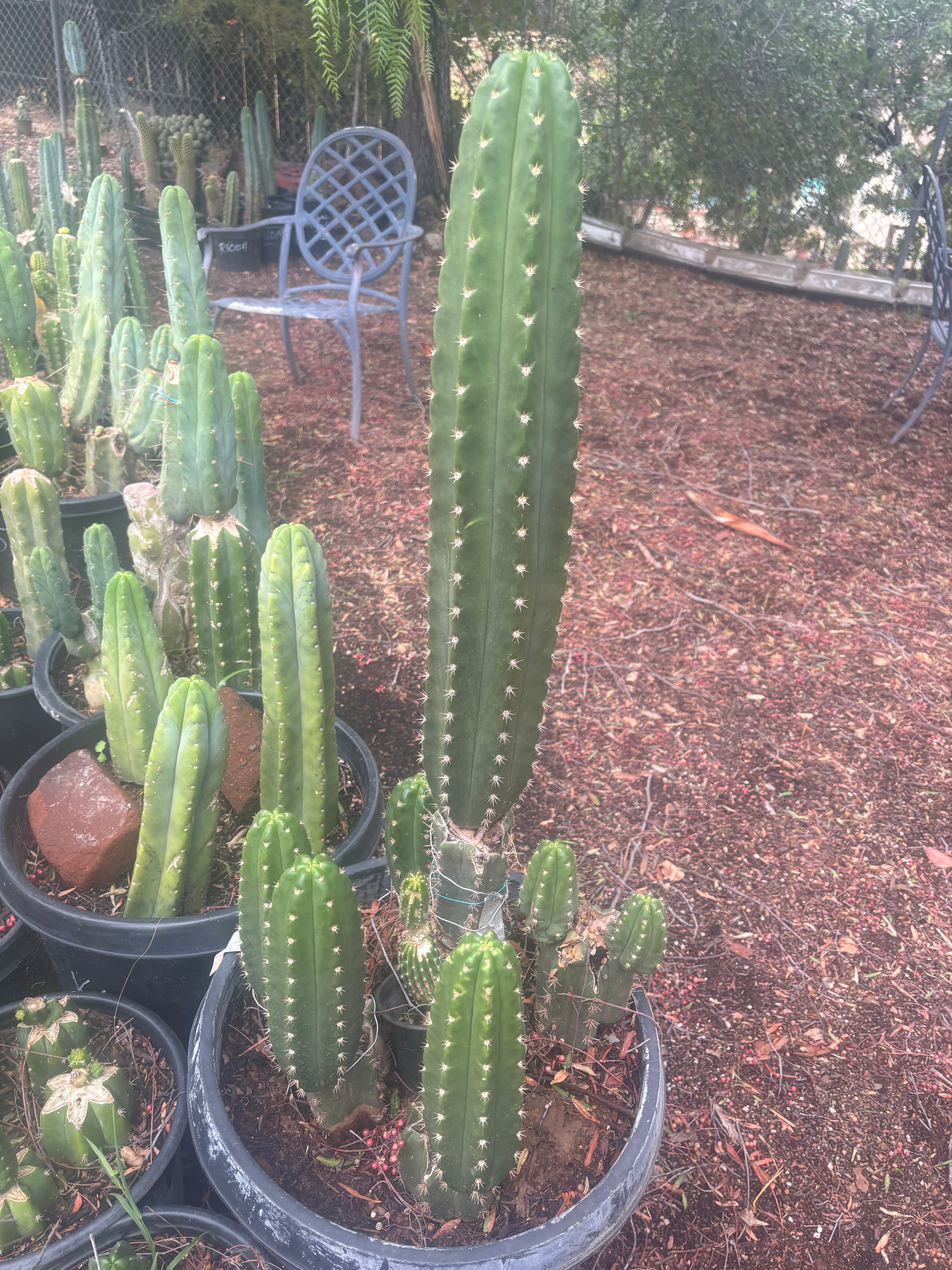 💎👑🌶️ CareBear — 6” Tip