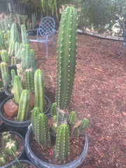 💎👑🌶️ CareBear — 6” Tip