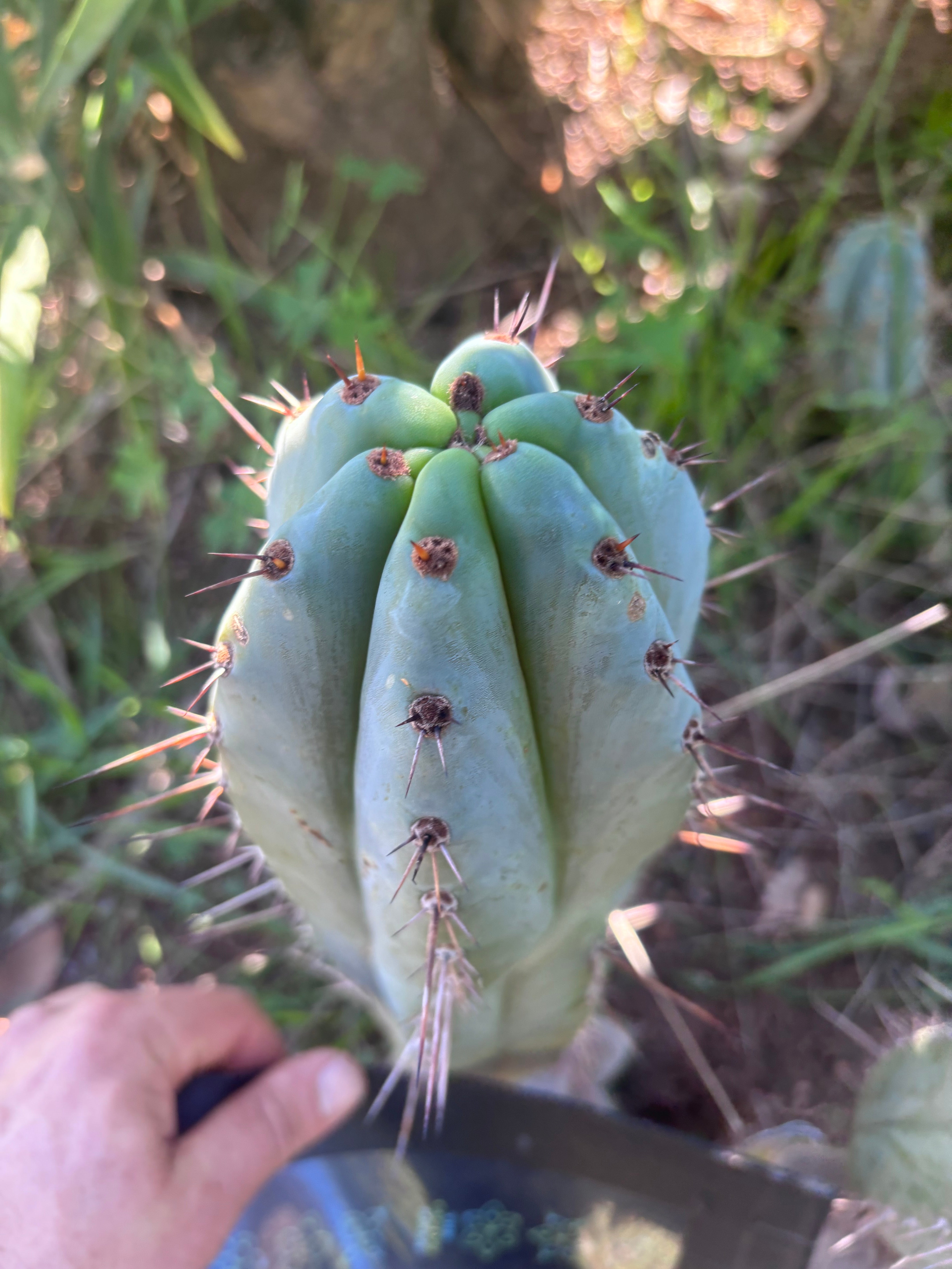 💎👑💎 Tulhuayacensis — Fat 9” Tip