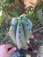💎👑💎 Tulhuayacensis — Fat 9” Tip