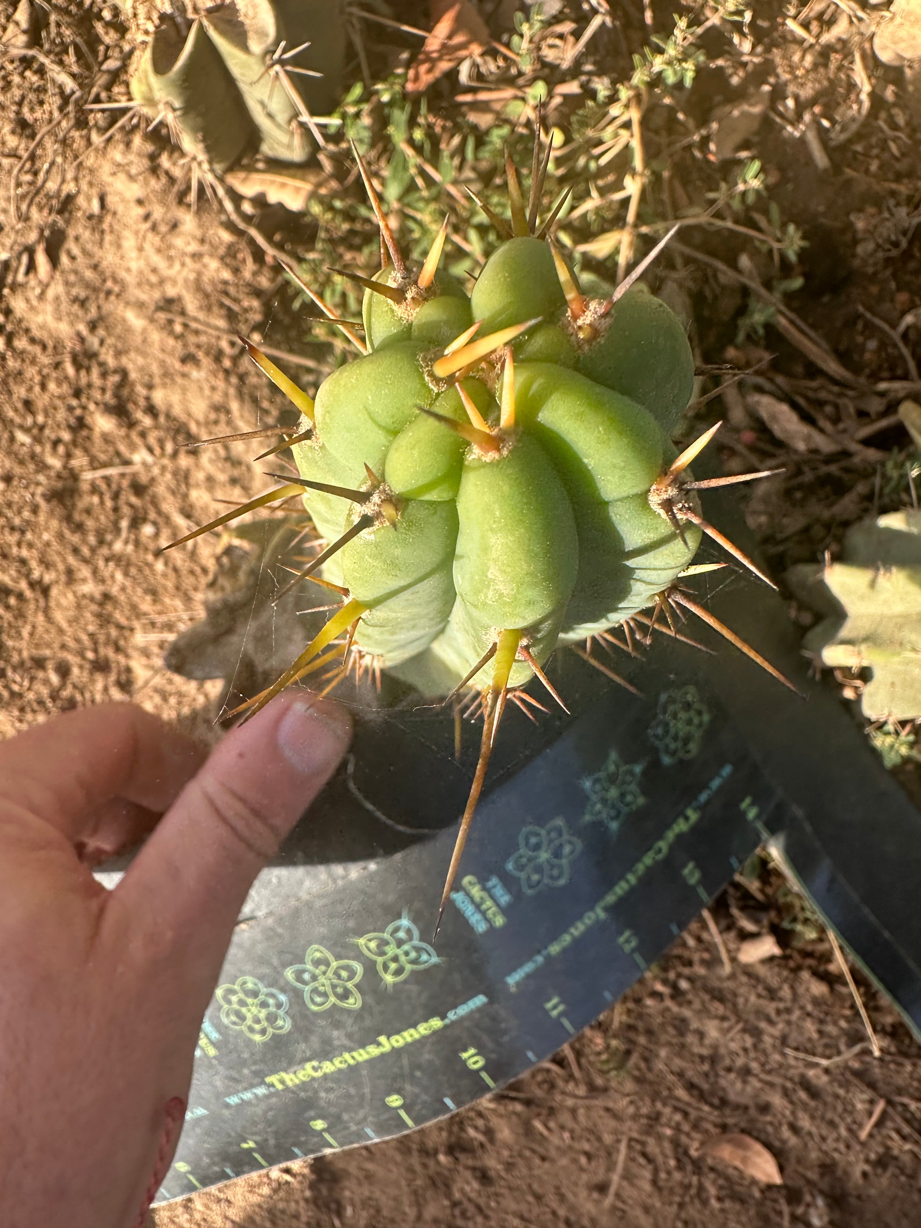 👑🌶️🌶️ Pala! — The Weekly Pup (+ Lumberjack Bundle)