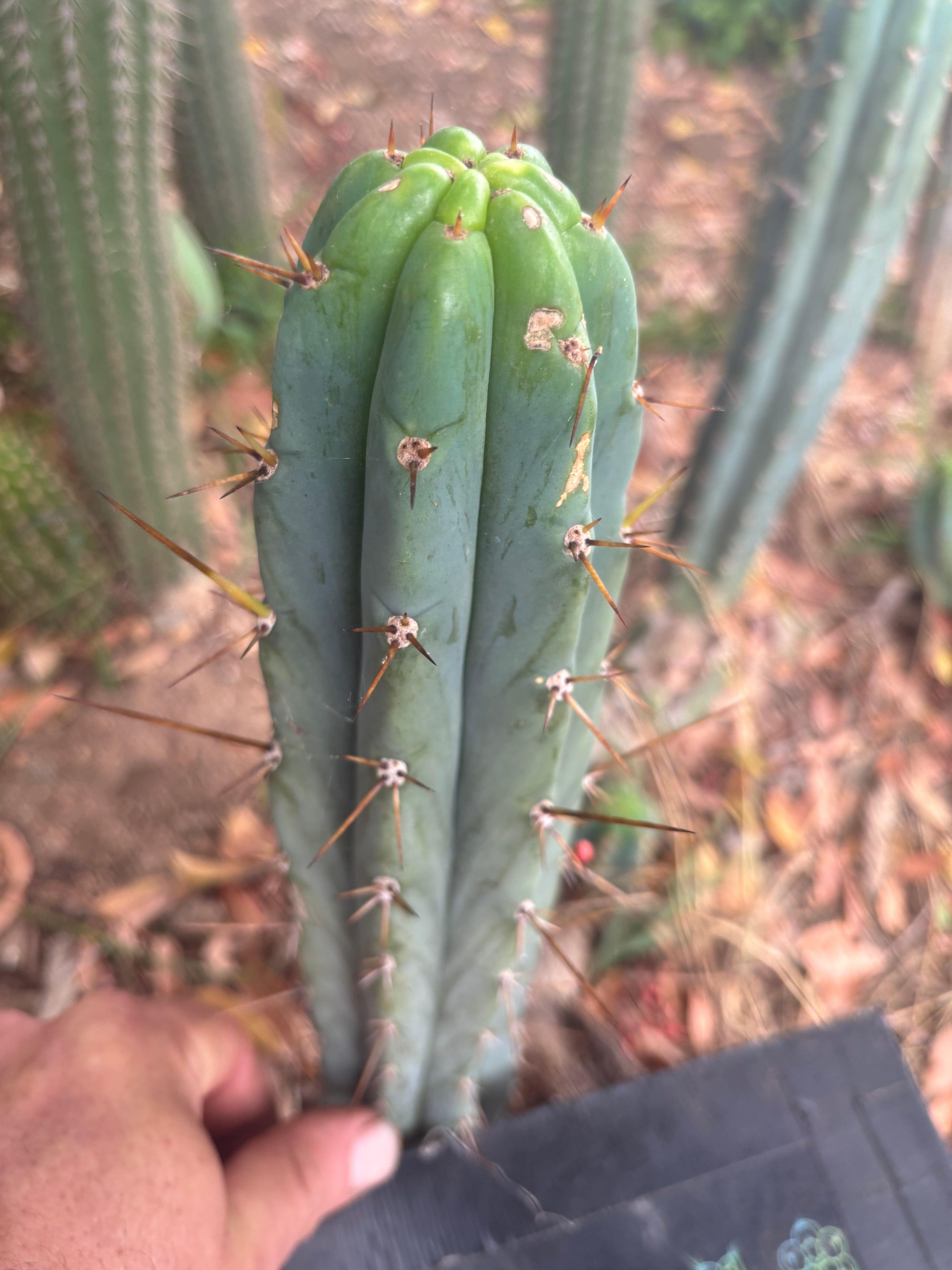 👑🌶️🌶️ Pala — 9” Tip Again