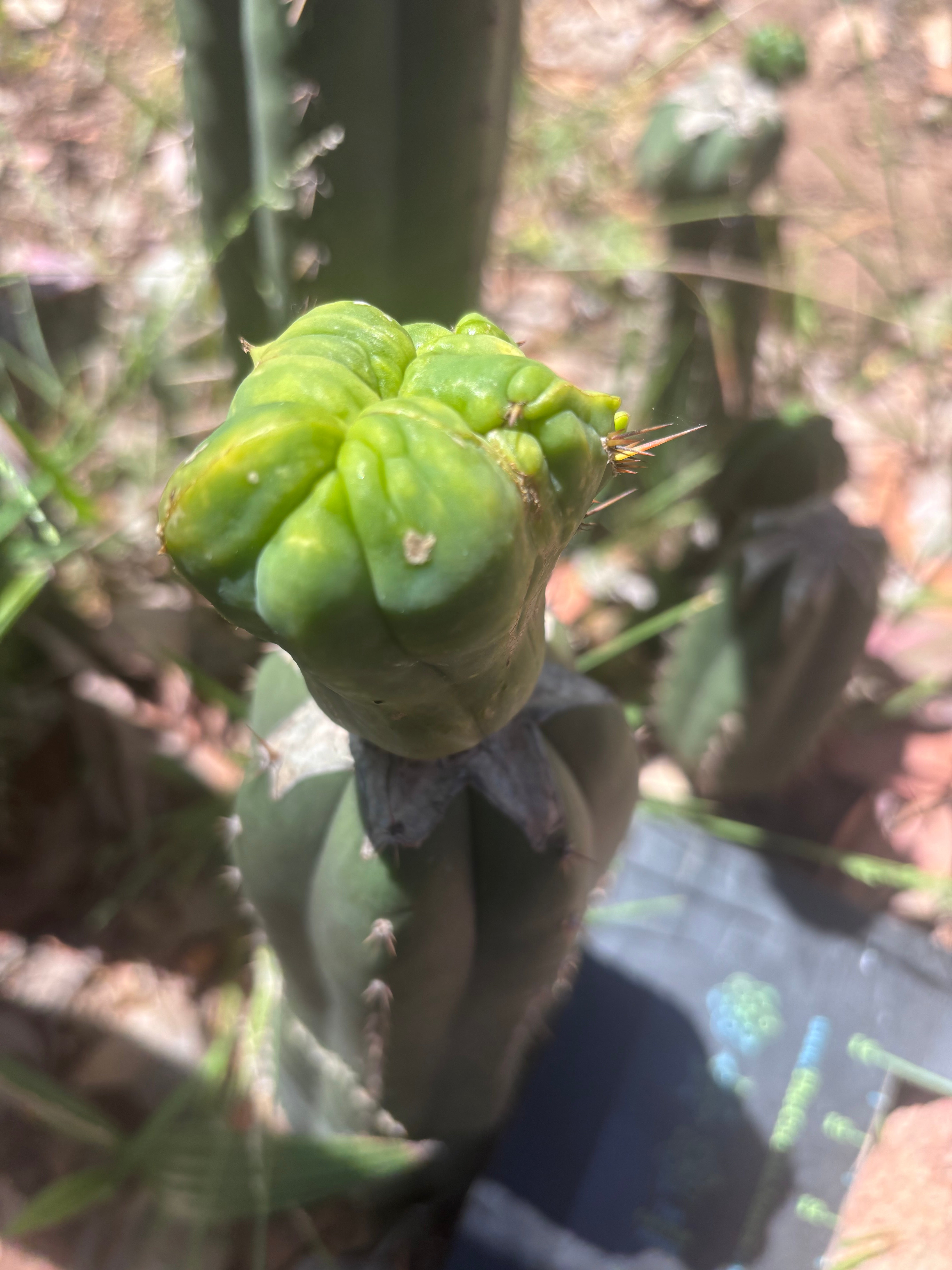 👑💎🌶️🌶️ TBMC Large Graft