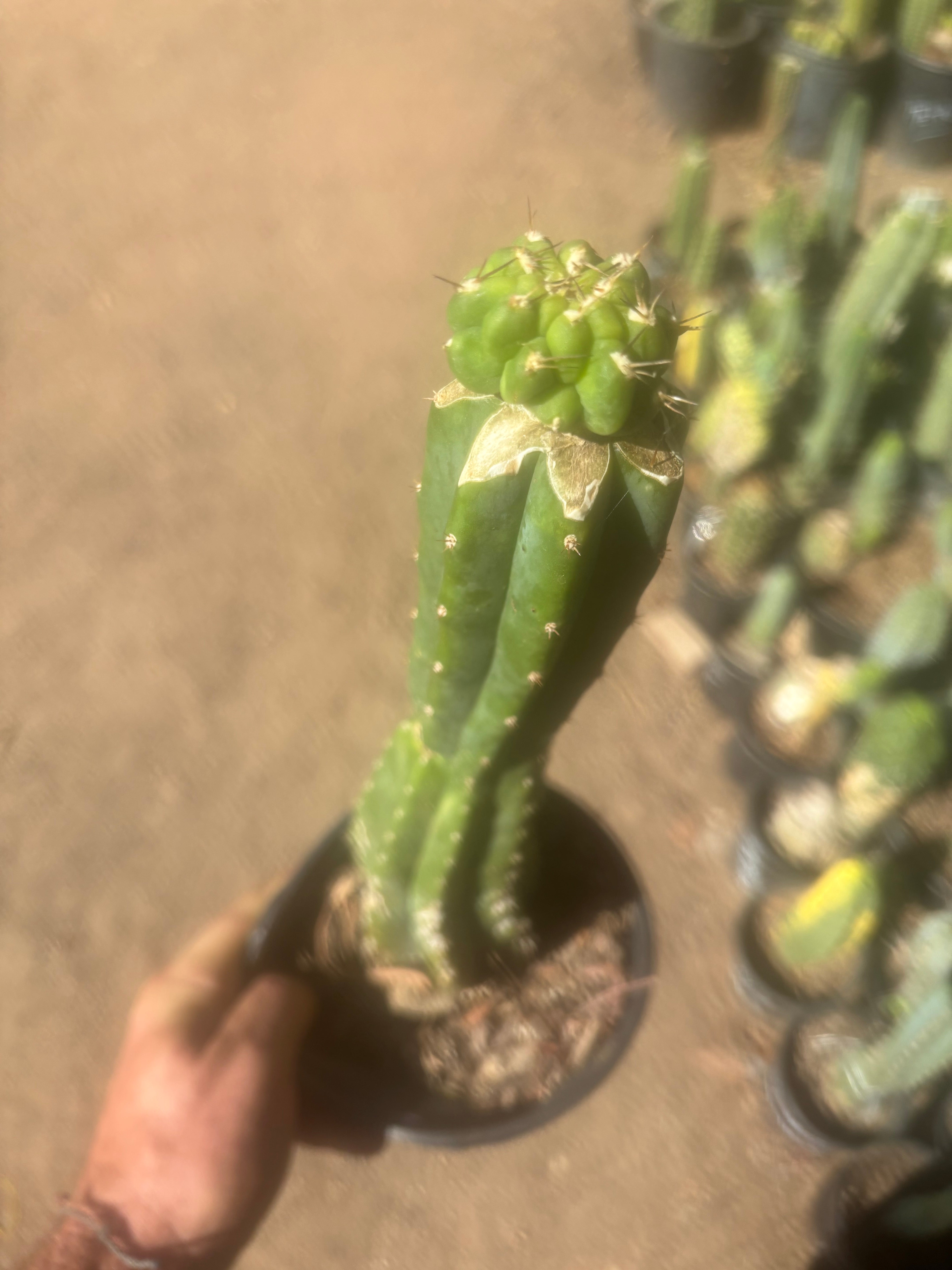 💎👑💎 Tetris — Pup Graft on Rooted 14” PC