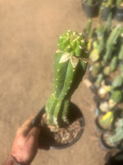 💎👑💎 Tetris — Pup Graft on Rooted 14” PC