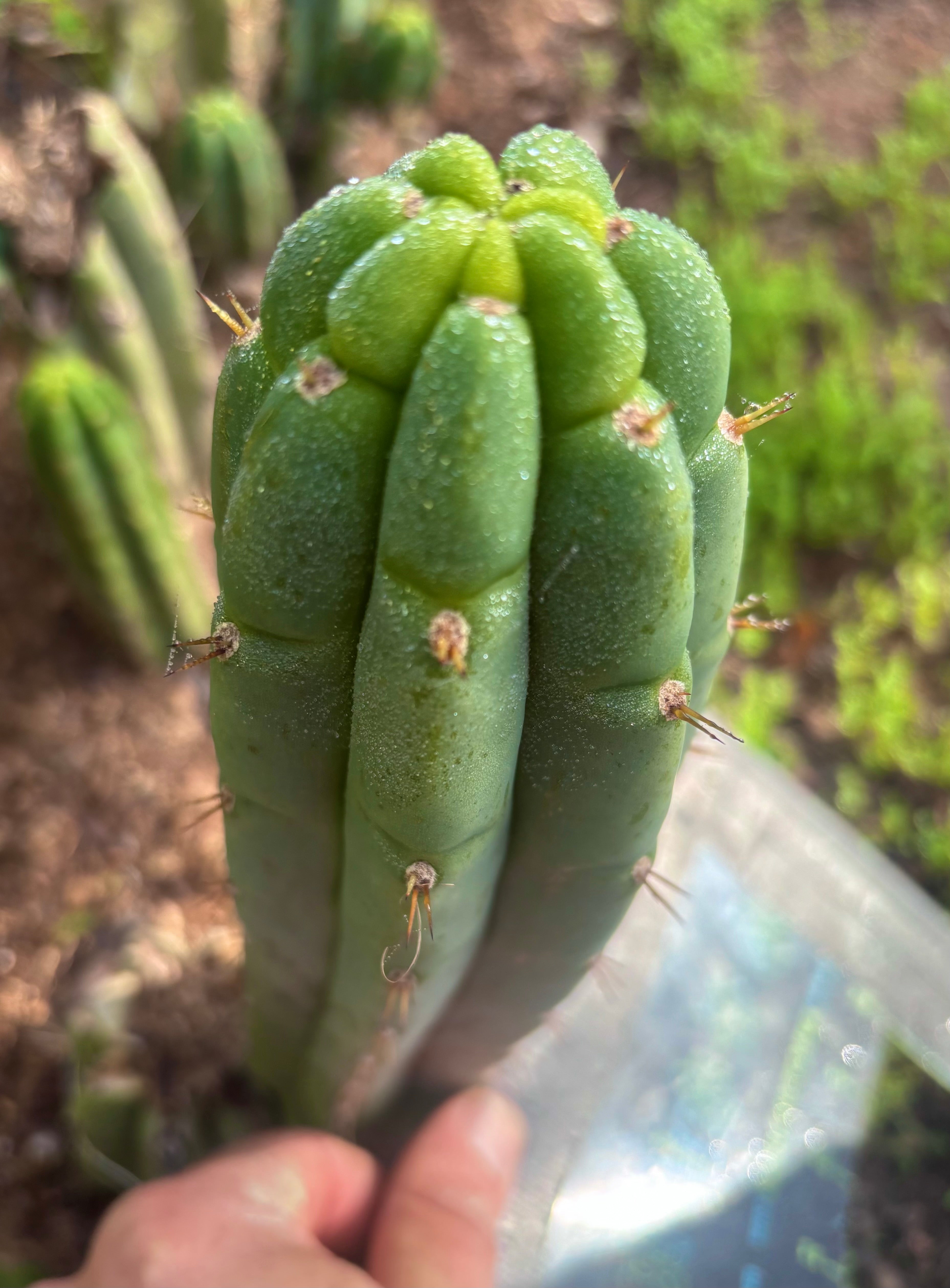 💎👑🌶️🌶️ Austy’s Bomb — 7” Tip