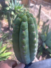 💎👑🌶️ Ichoca — BEEFY 9” Pup
