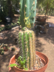 💎👑🔰 VFV — Ventucky x Fillmore Variegated — Rooted Slab Graft w/ Big Pup