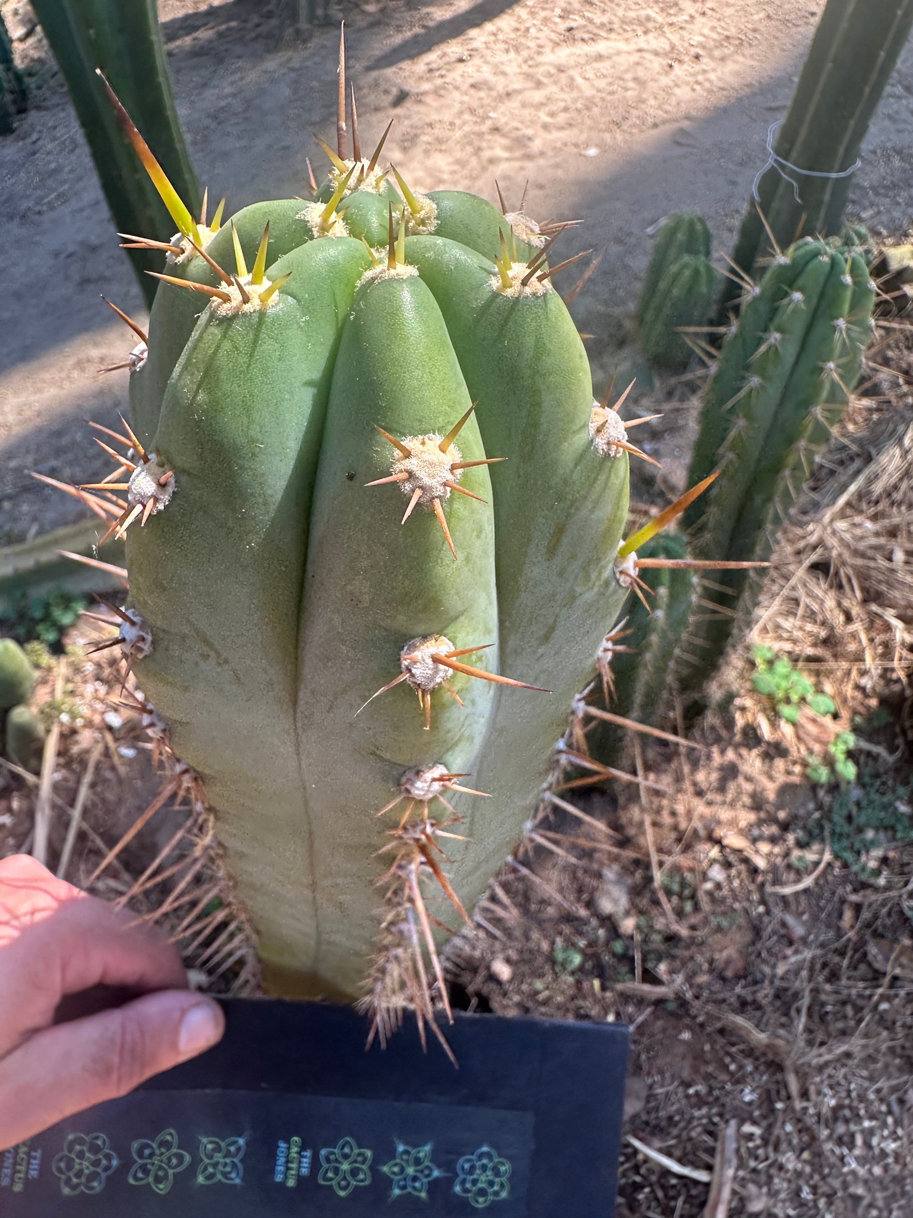 👑 Huaraquina — Chonky 10” Tip