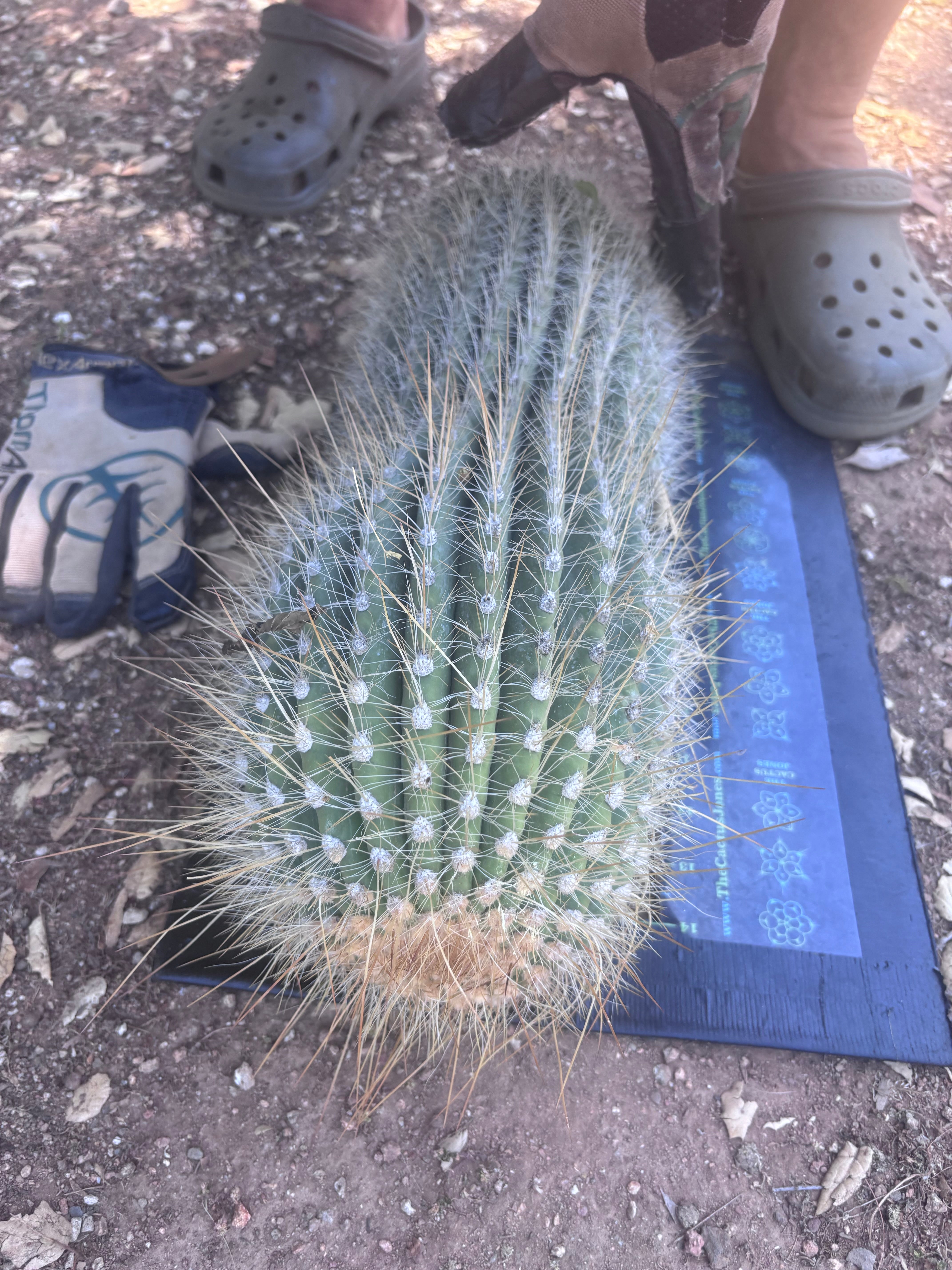💎💎 T. Atacamensis — MASSIVE 17” Pup
