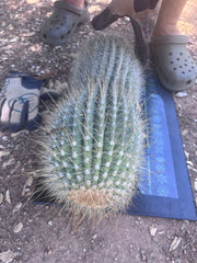 💎💎 T. Atacamensis — MASSIVE 17” Pup