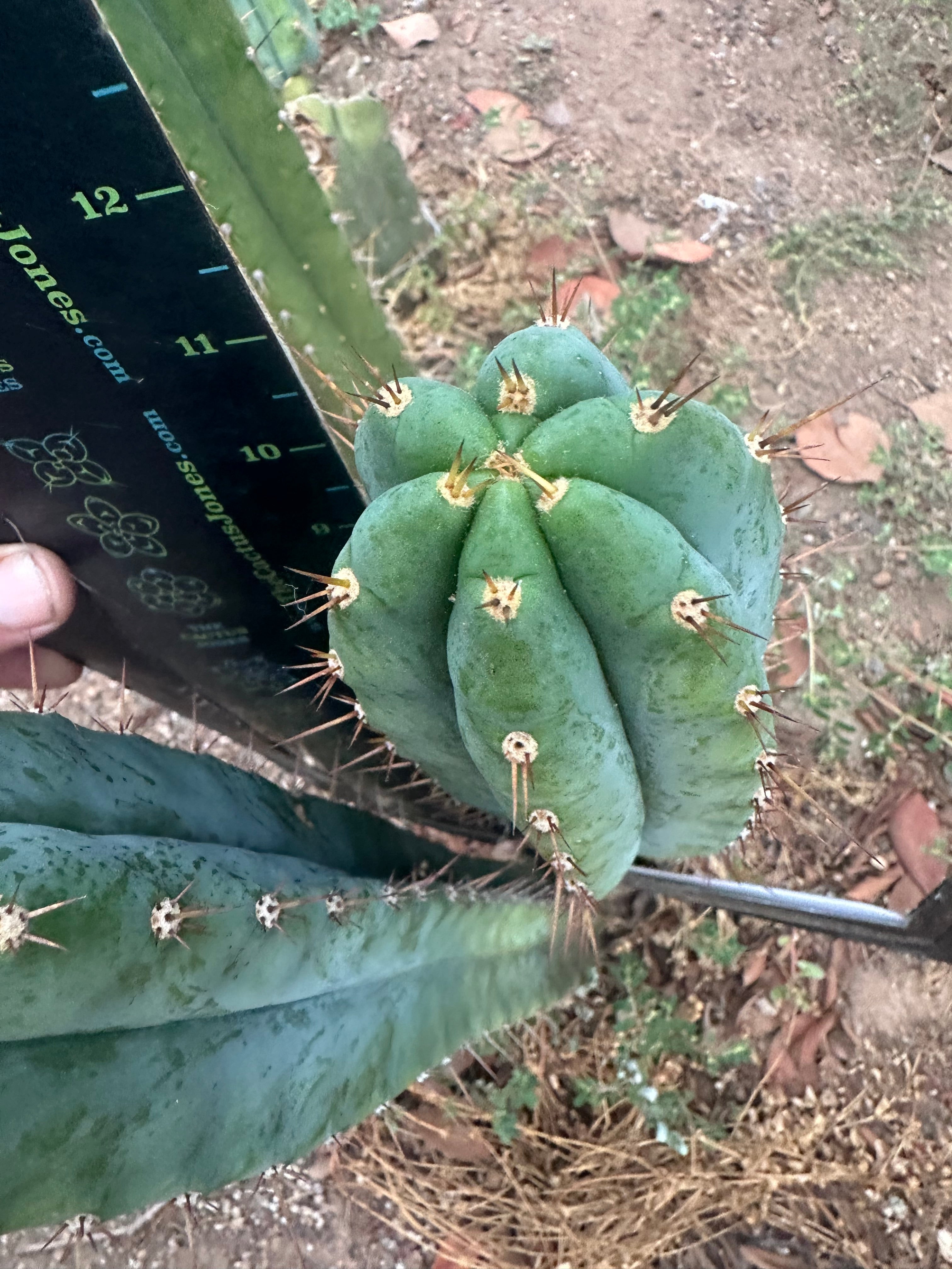 -👑🌶️ Kimnach — 11” Pup