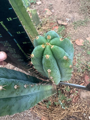 -👑🌶️ Kimnach — 11” Pup