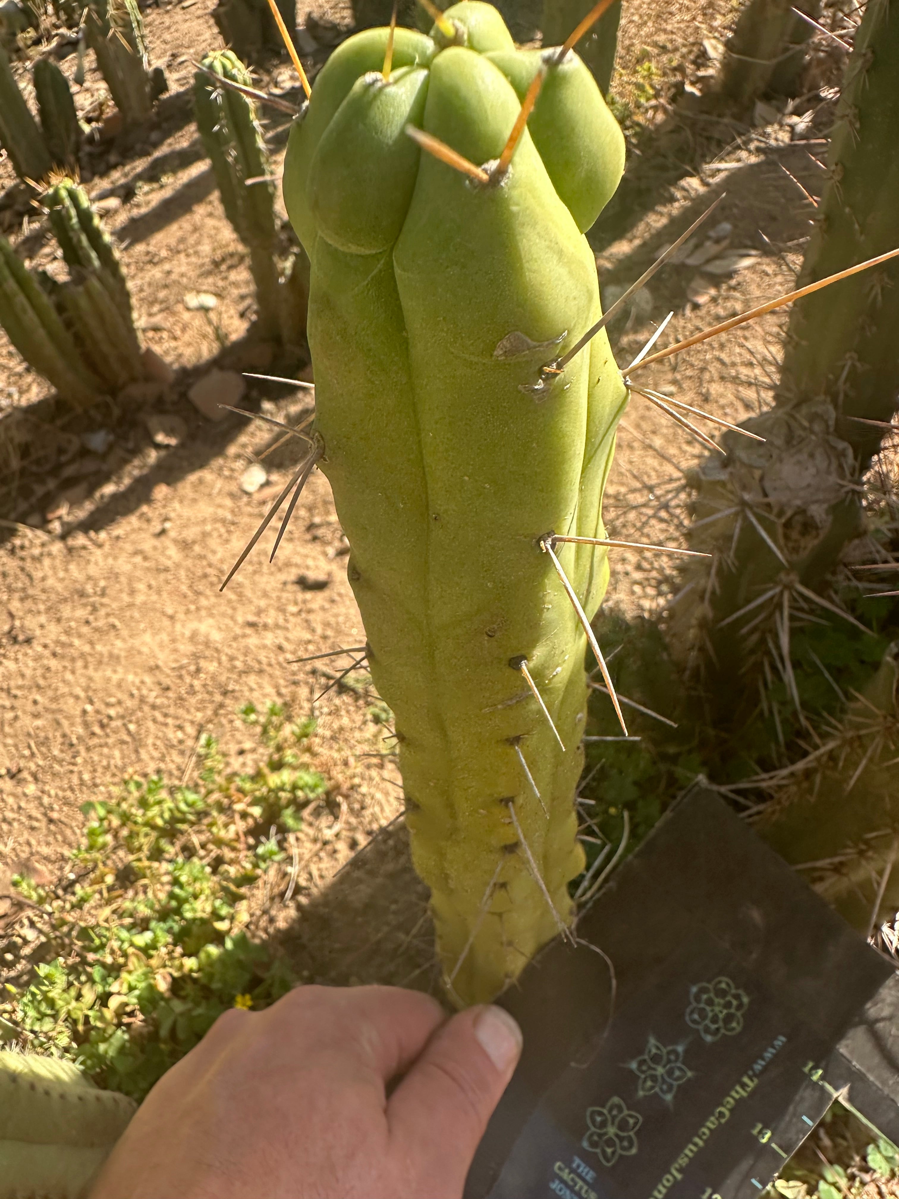 👑💎🌶️🌶️ Dulzura MELT — 9” Tip