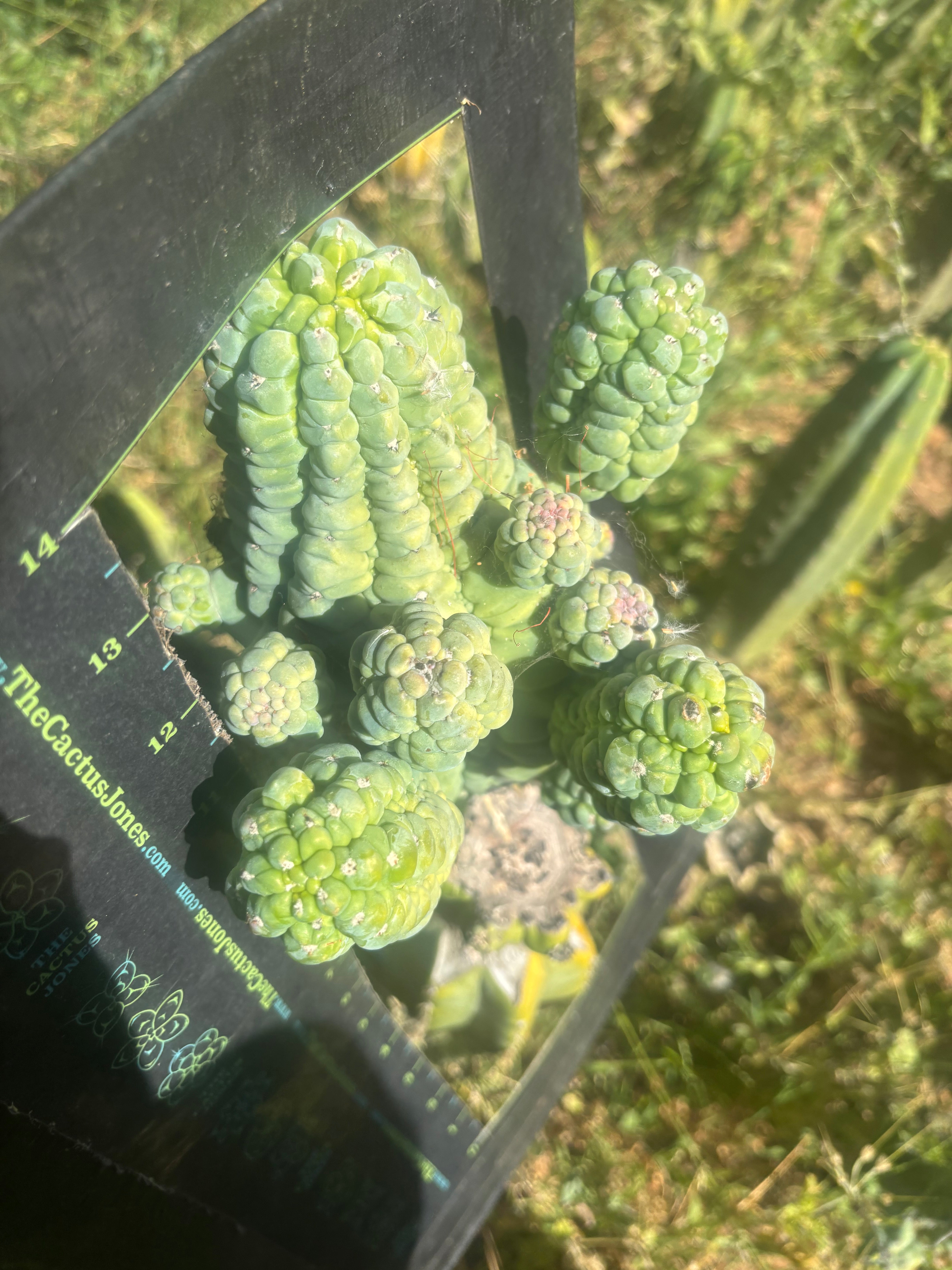 💎👑💎 Glorp — Crazy XXL Pupsplosion Graft