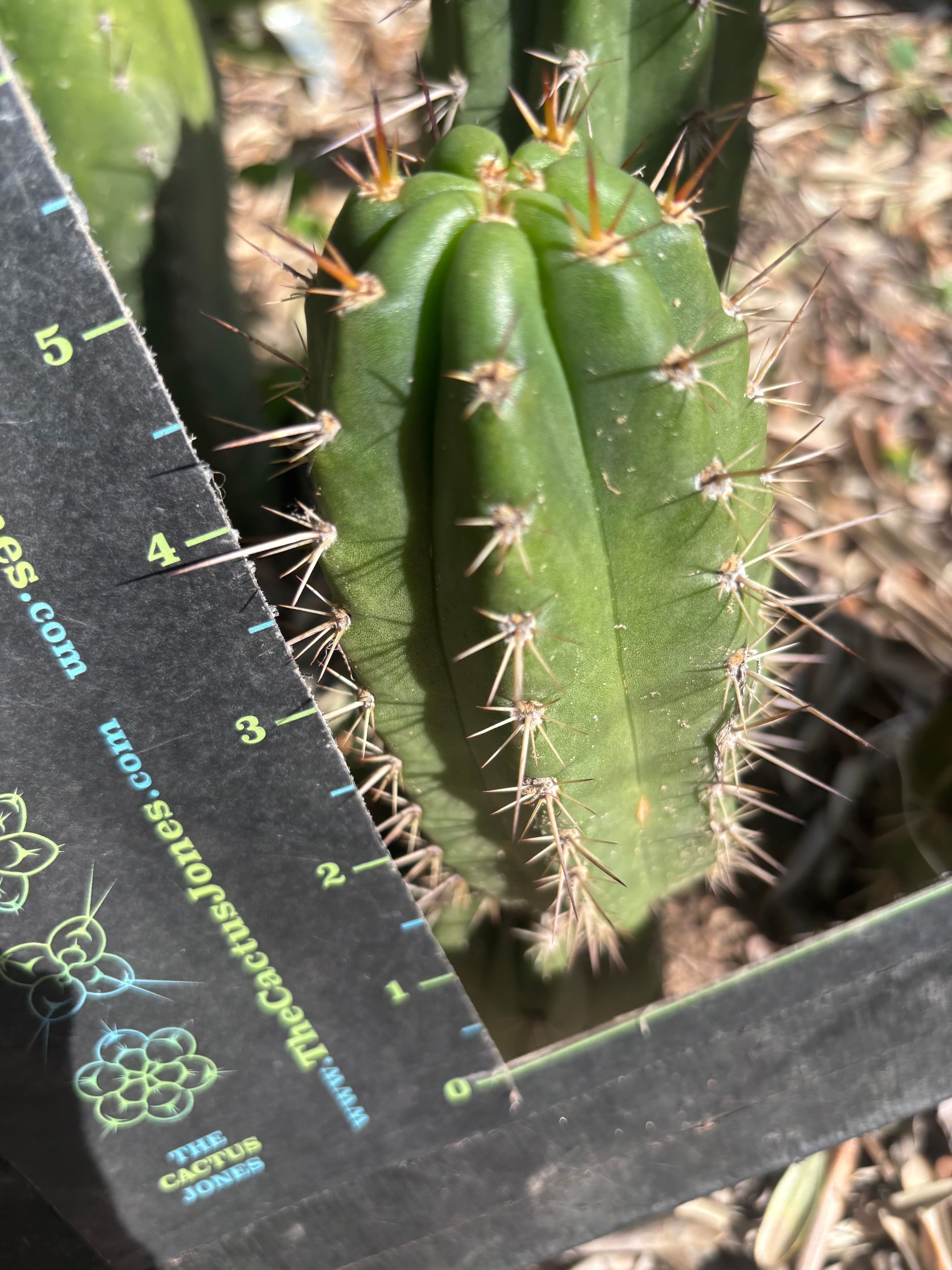💎👑💎 Tulhuay — Rare Magenta Flower — 5” Pup