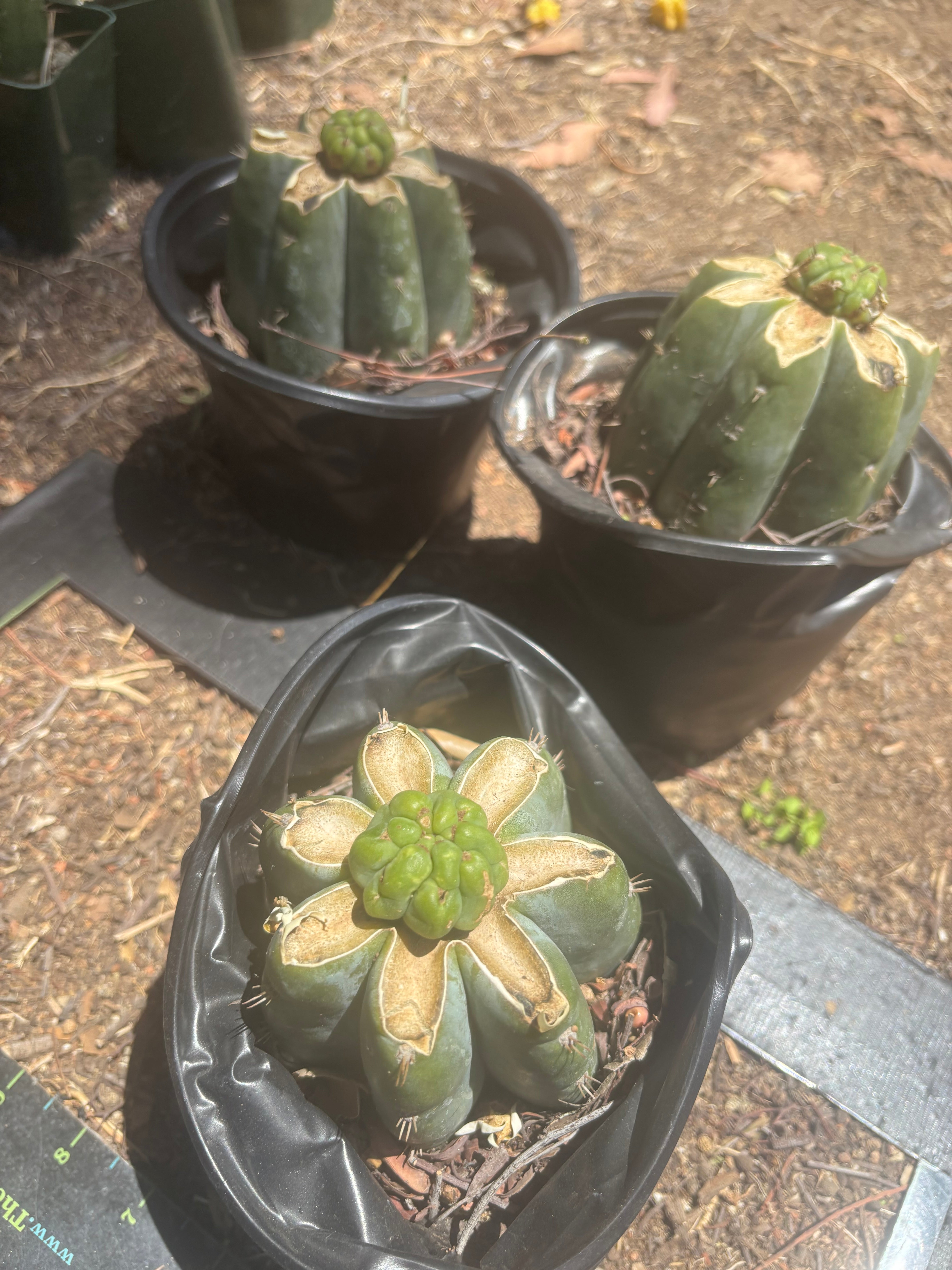 💎👑💎 Havran — Pup Grafts on Rooted Shine01 (3 Available)