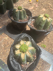 💎👑💎 Havran — Pup Grafts on Rooted Shine01 (3 Available)