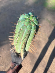 👑🌶️💎 Xochi — XXL 21” Tip