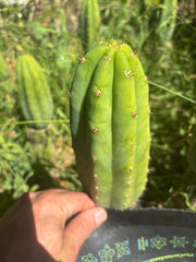 👑🌶️🌶️ KR04 — 7” Tip