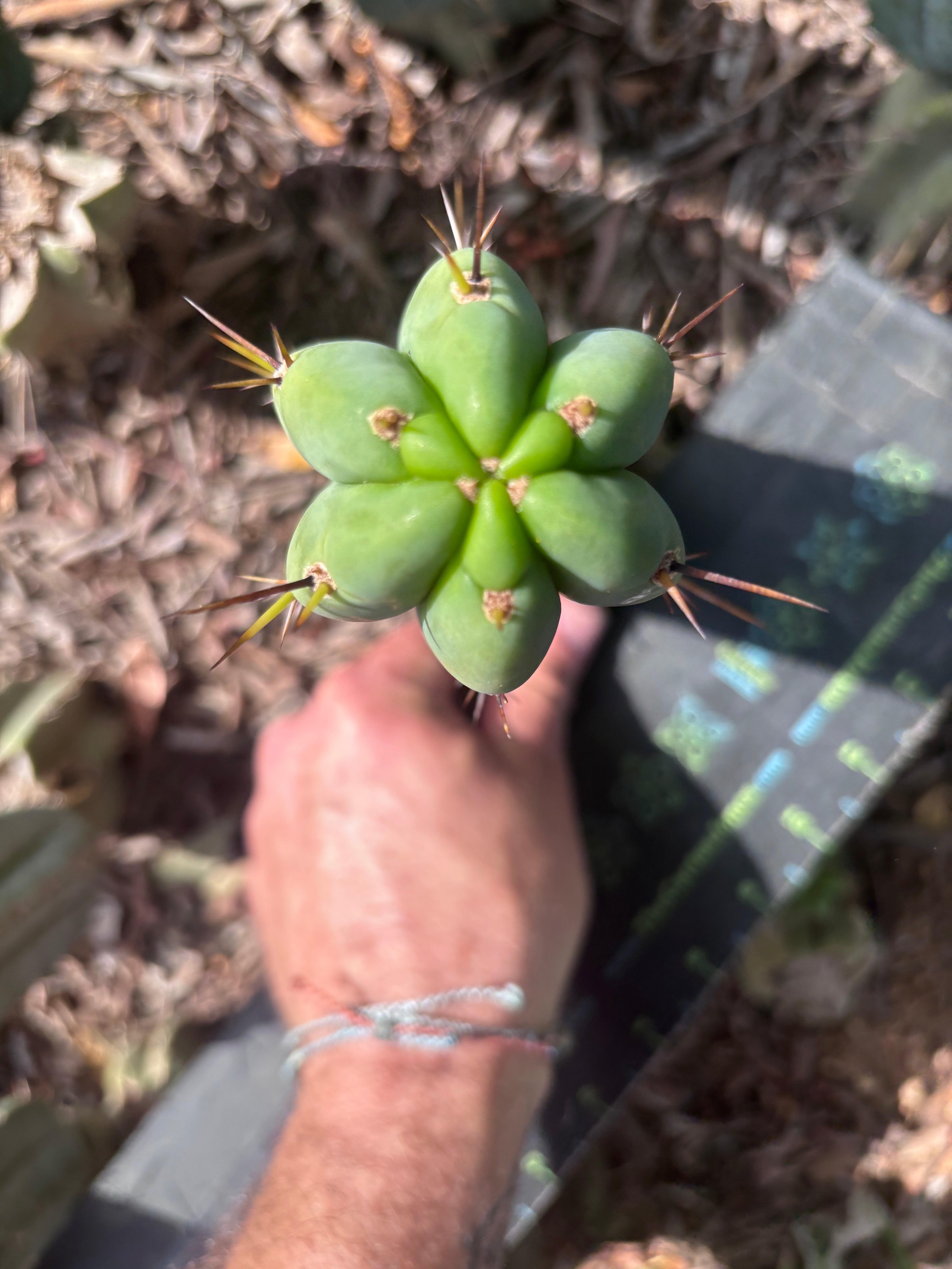 👑🌶️🌶️ Pala — 8” Tip