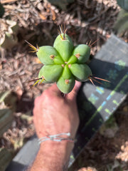 👑🌶️🌶️ Pala — 8” Tip