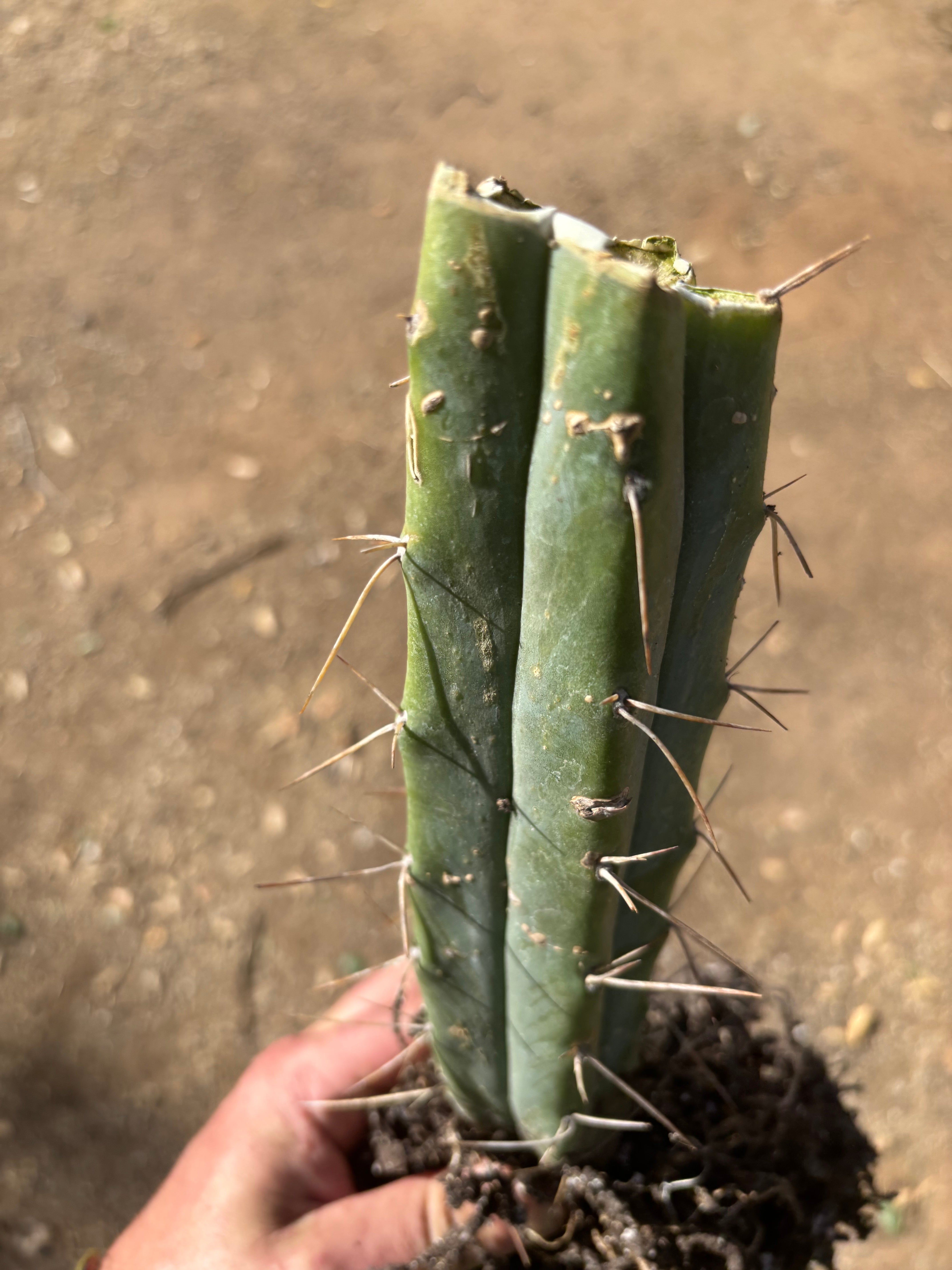 👑🌶️ BBB — Another Fully Rooted Stump — 12”