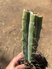 👑🌶️ BBB — Another Fully Rooted Stump — 12”