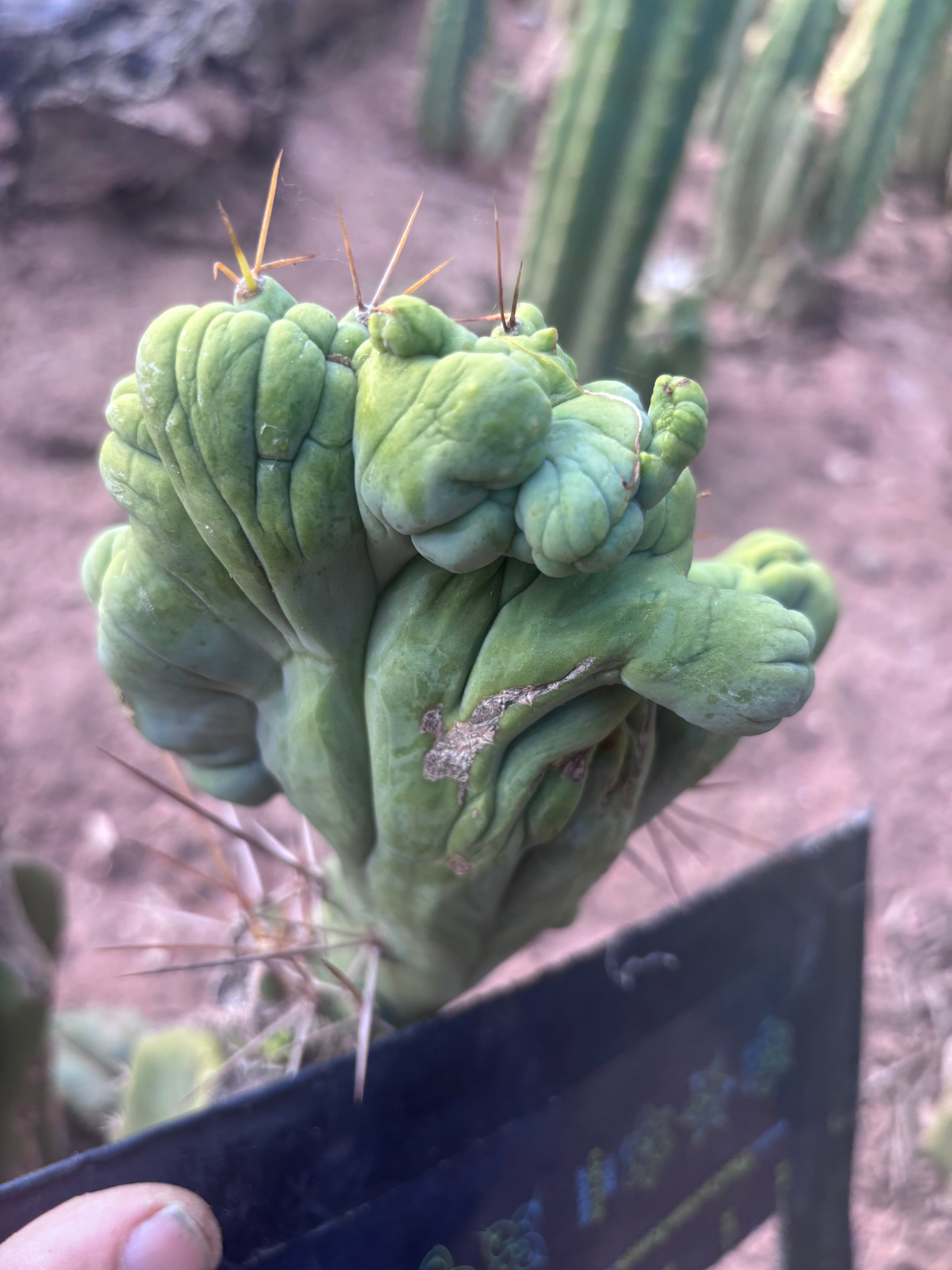 👑💎🌶️🌶️ TBMC — 6” x 7” Crest