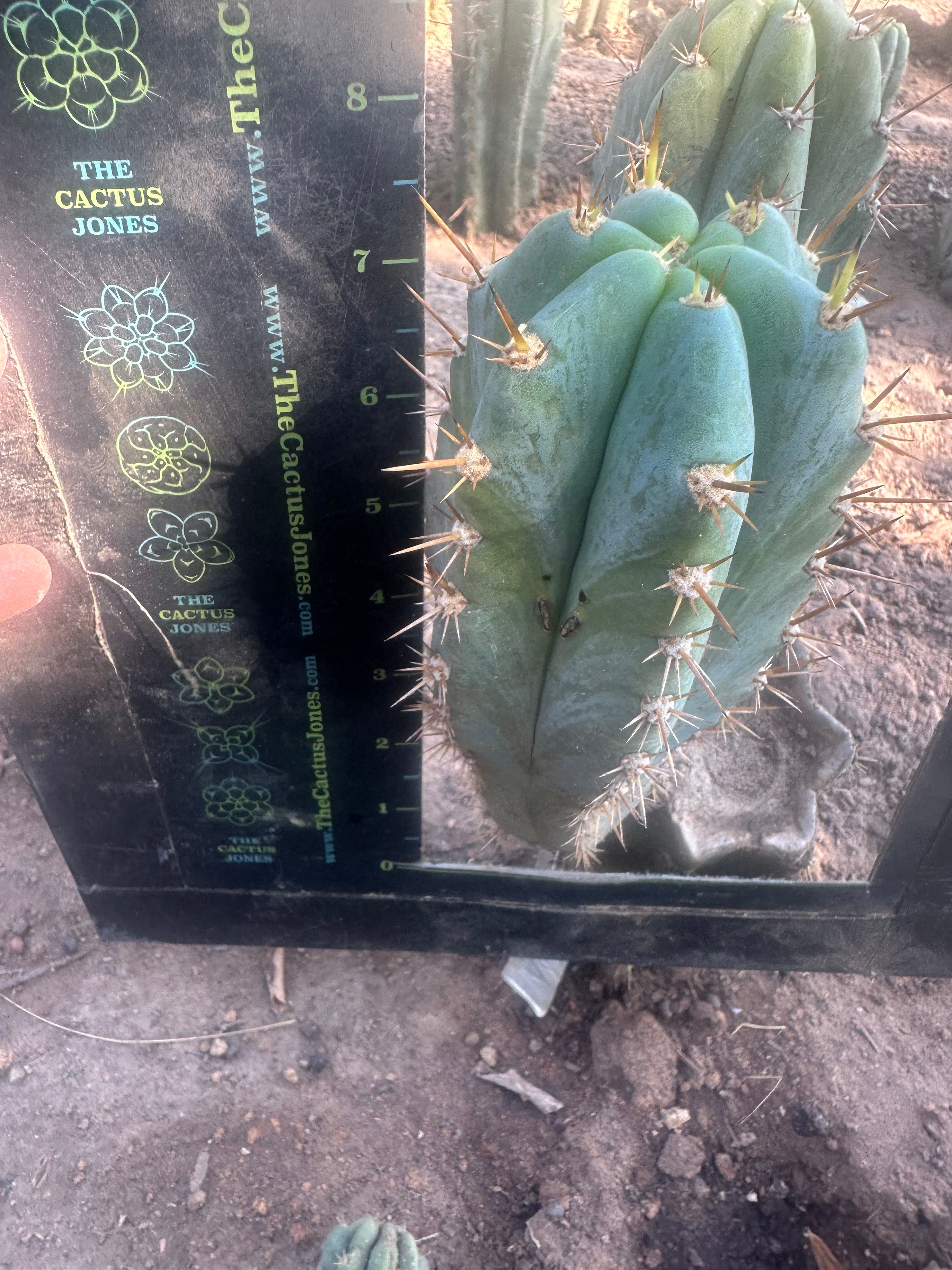 💎👑  Matucana Peru — 7.5” Pup