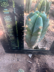 💎👑  Matucana Peru — 7.5” Pup