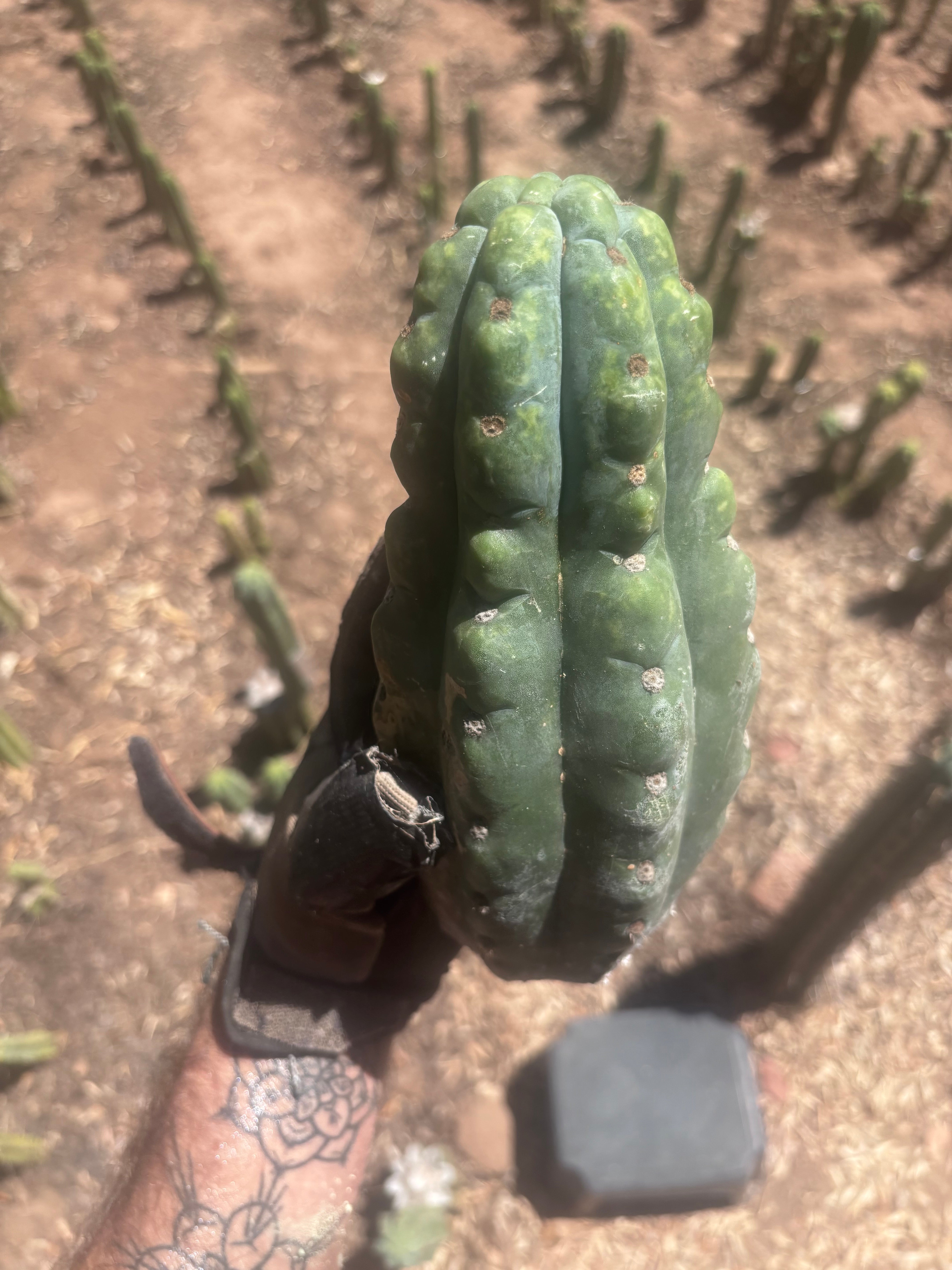 💎👑🌶️  Ichoca — Beefy 9” Tip