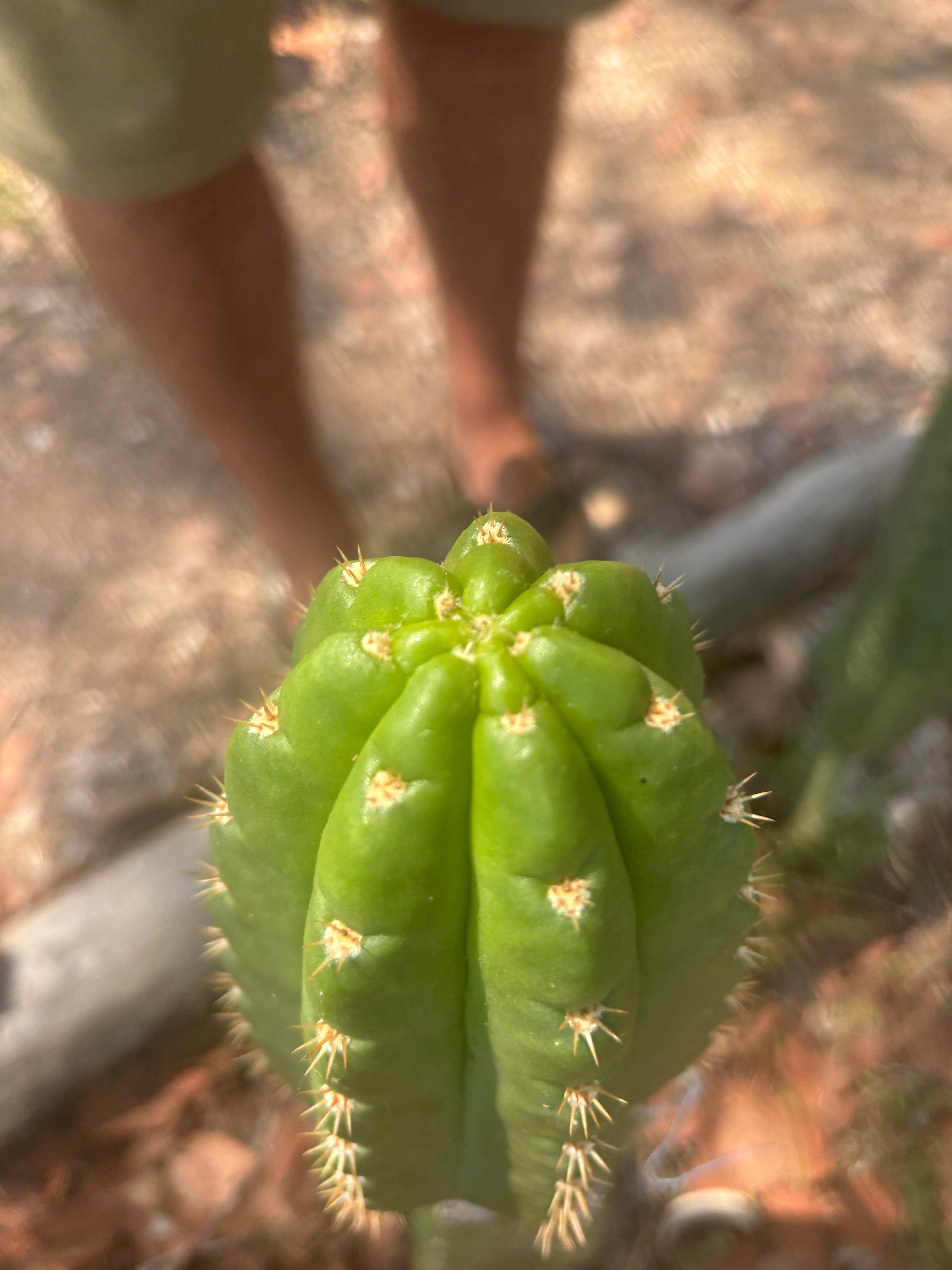 💎👑💎🌶️ CareBear — 6.5” Tip
