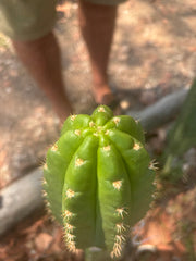 💎👑💎🌶️ CareBear — 6.5” Tip