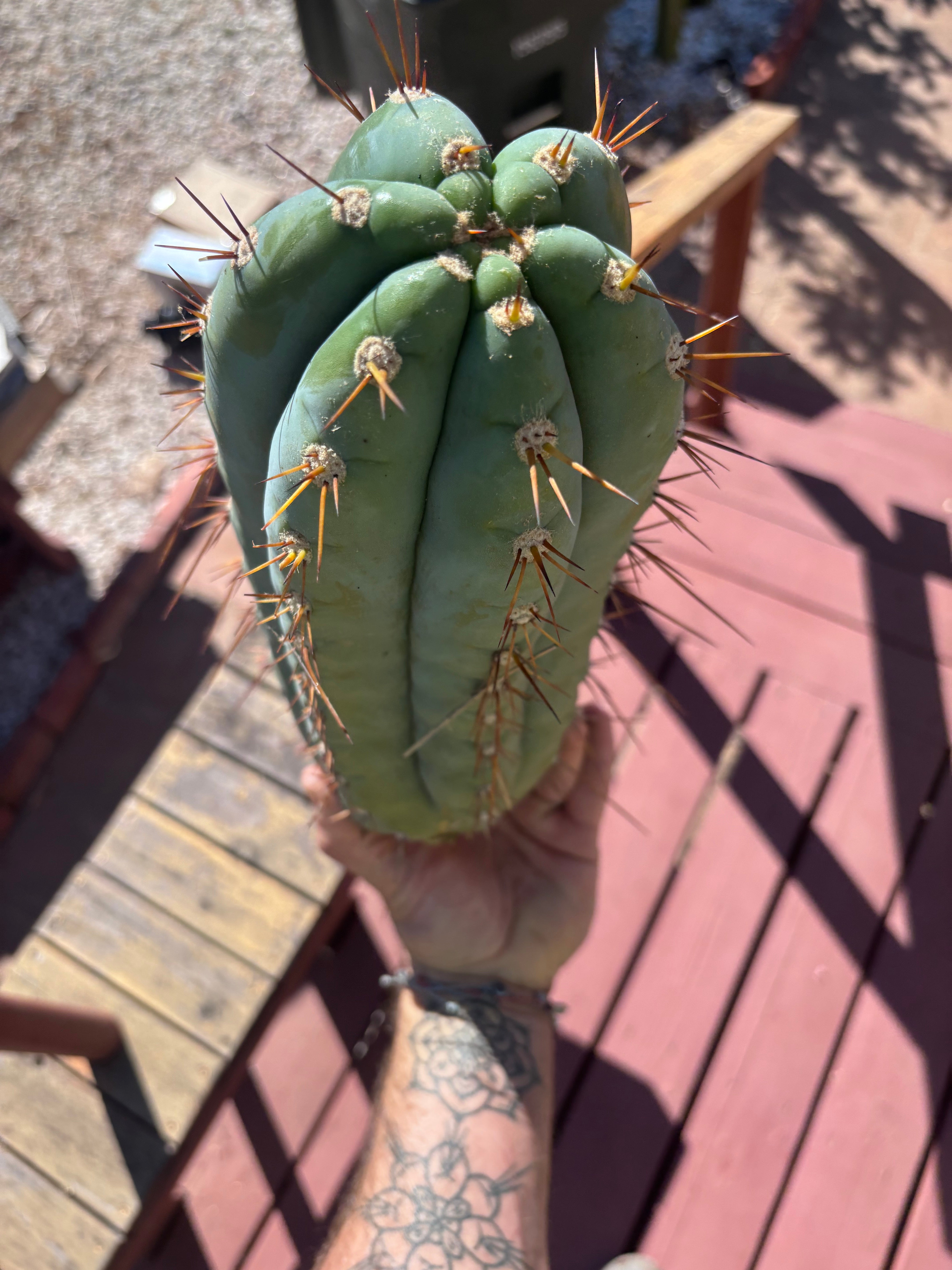 💎👑🌶️ CGG — 14” MELON
