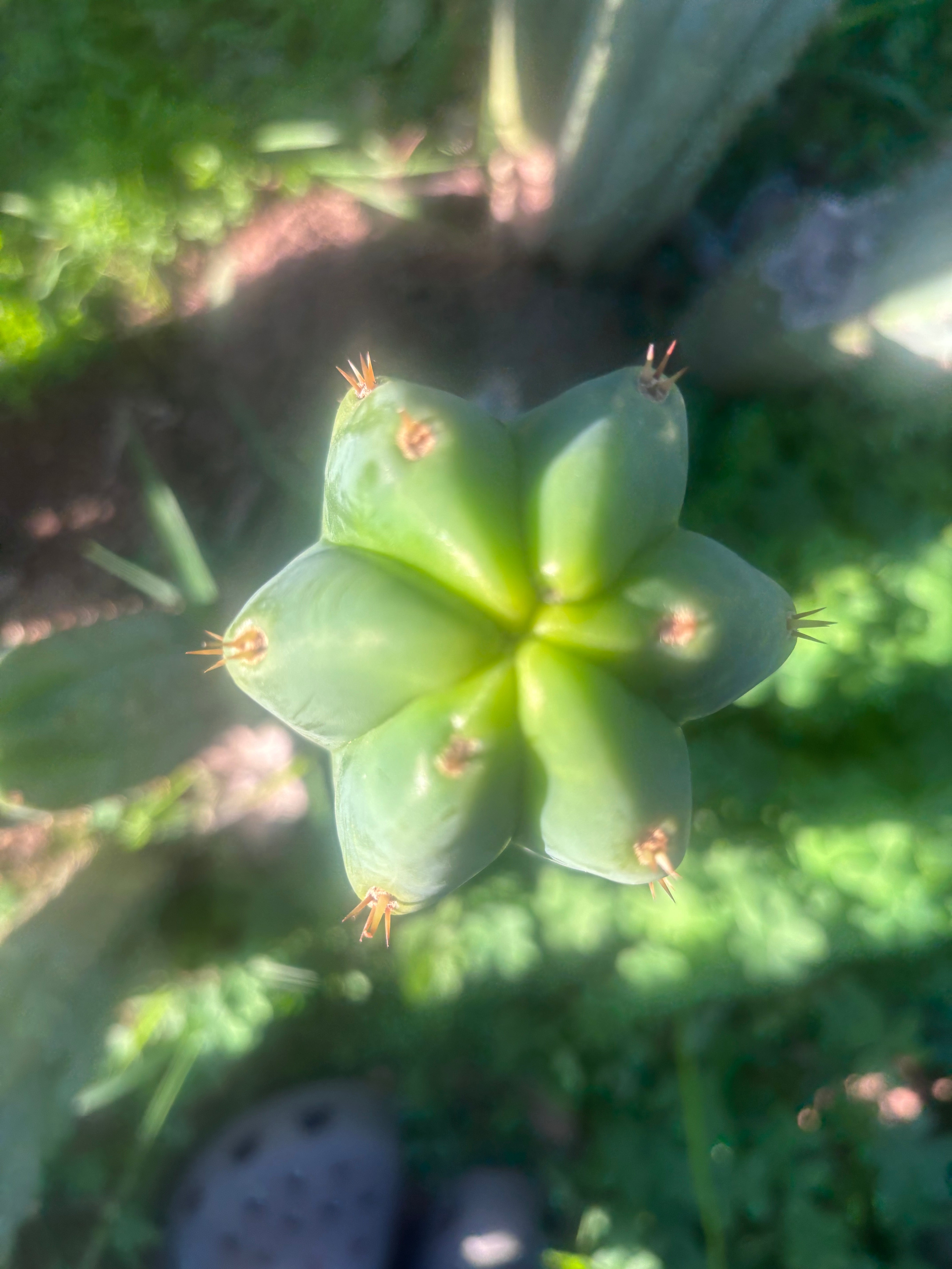 🌶️🌶️ NoidTwo — 11” Pup