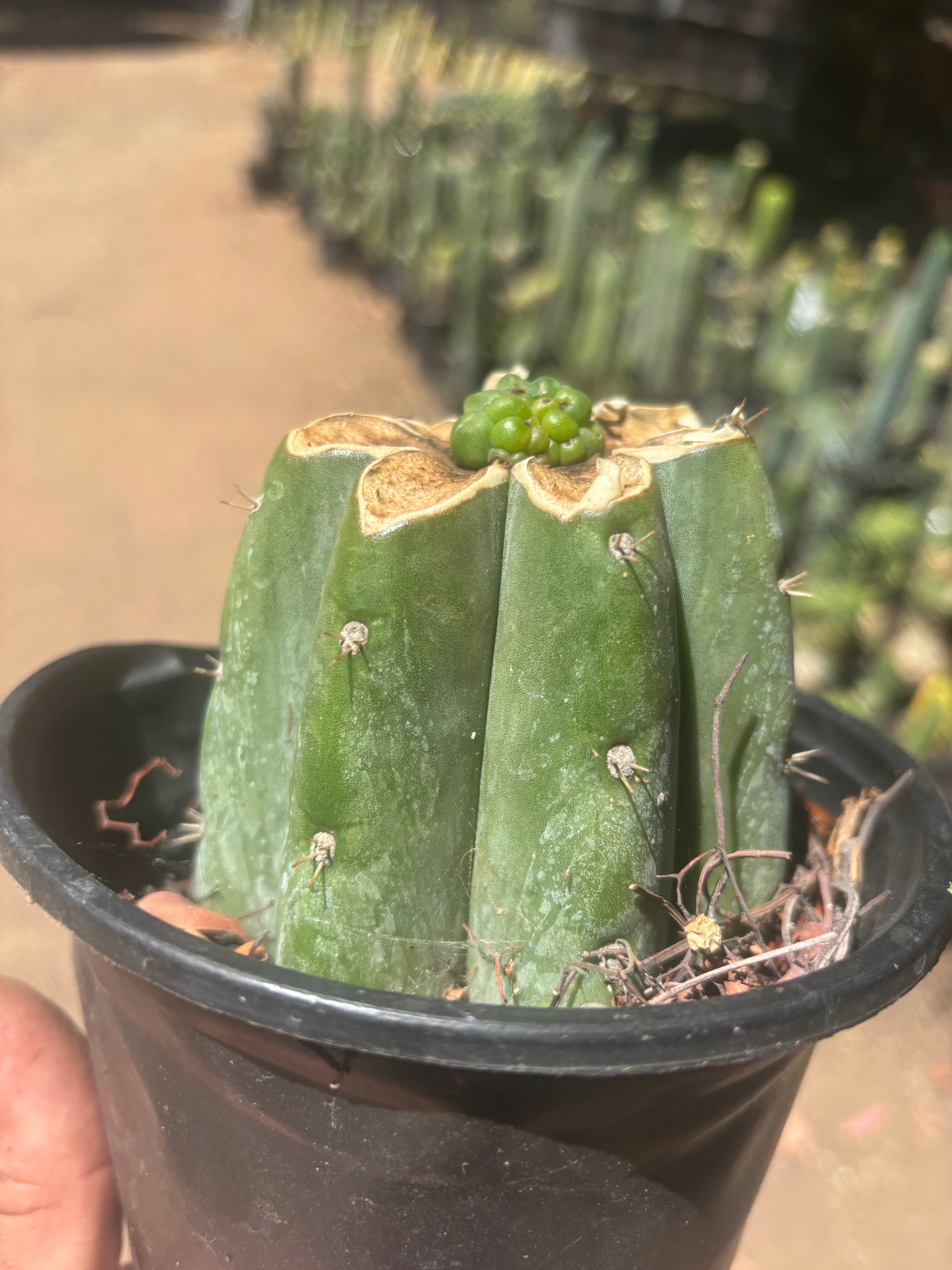 💎👑💎 Havran — Pup Graft on Rooted Shine01