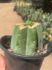 💎👑💎 Havran — Pup Graft on Rooted Shine01