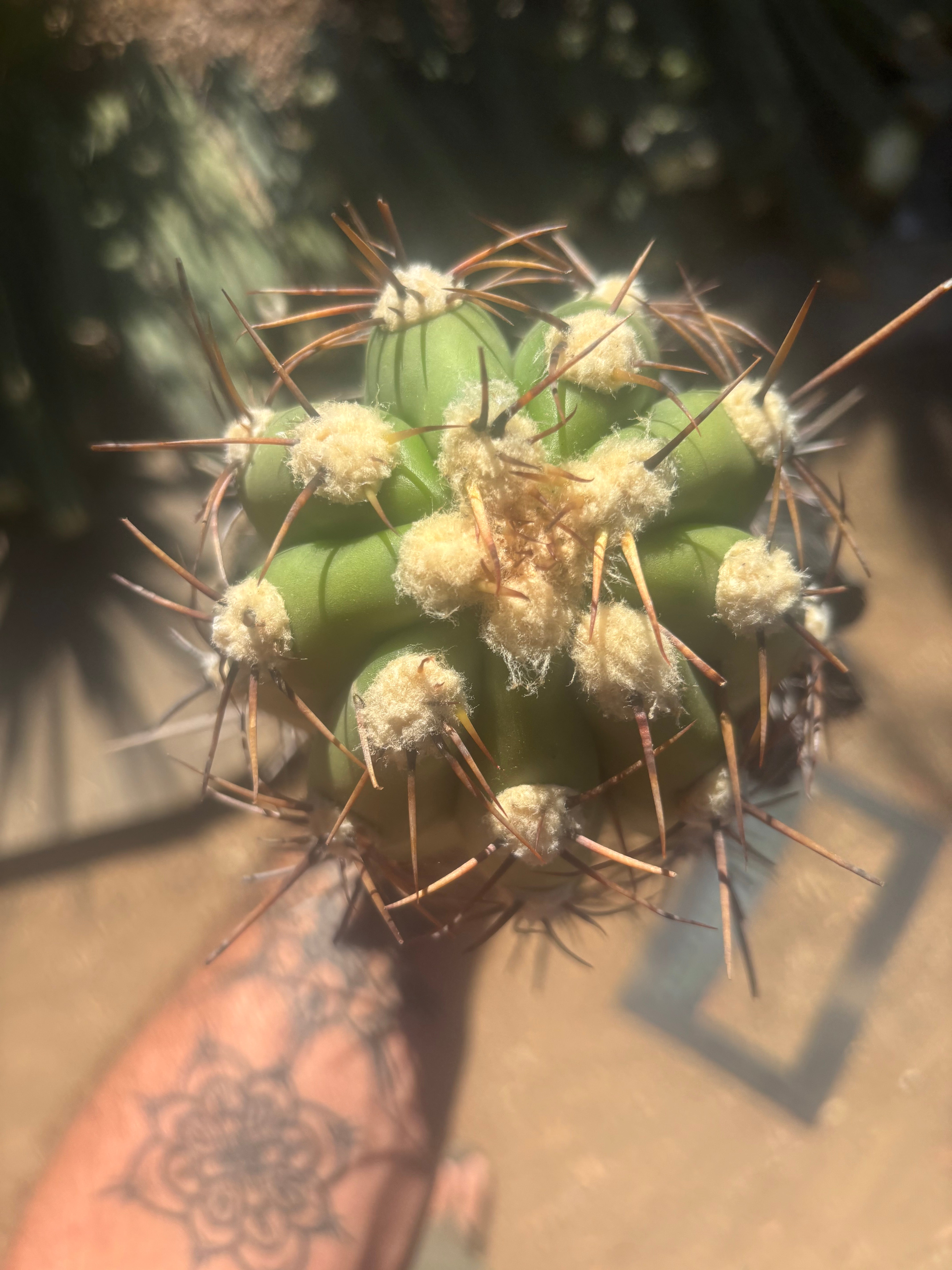 💎⚔️ Taquimbalensis — 8” Spike Melon