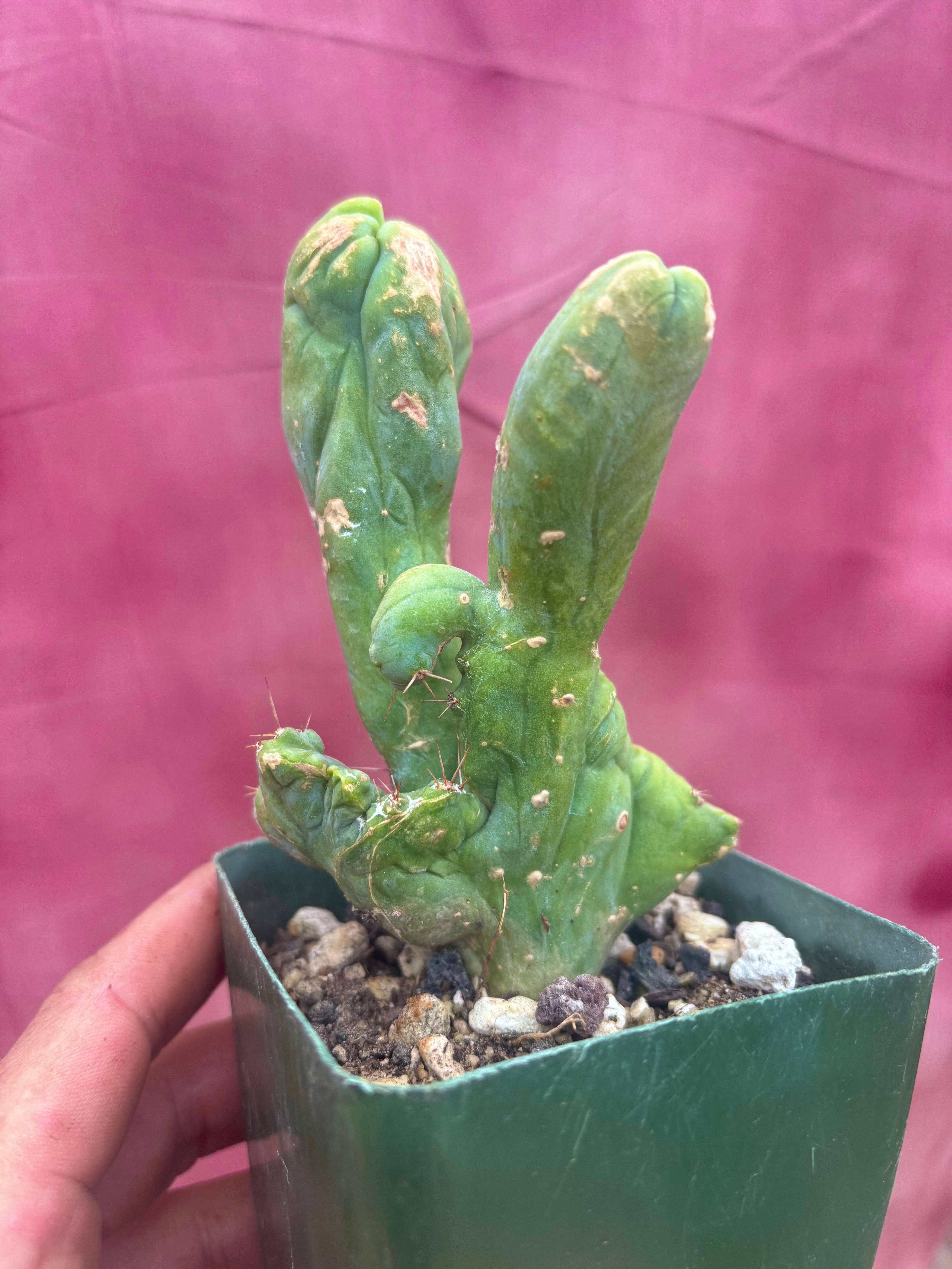 👑💎🌶️🌶️ TBMC — Rooted 6”