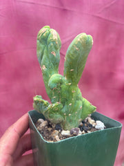 👑💎🌶️🌶️ TBMC — Rooted 6”