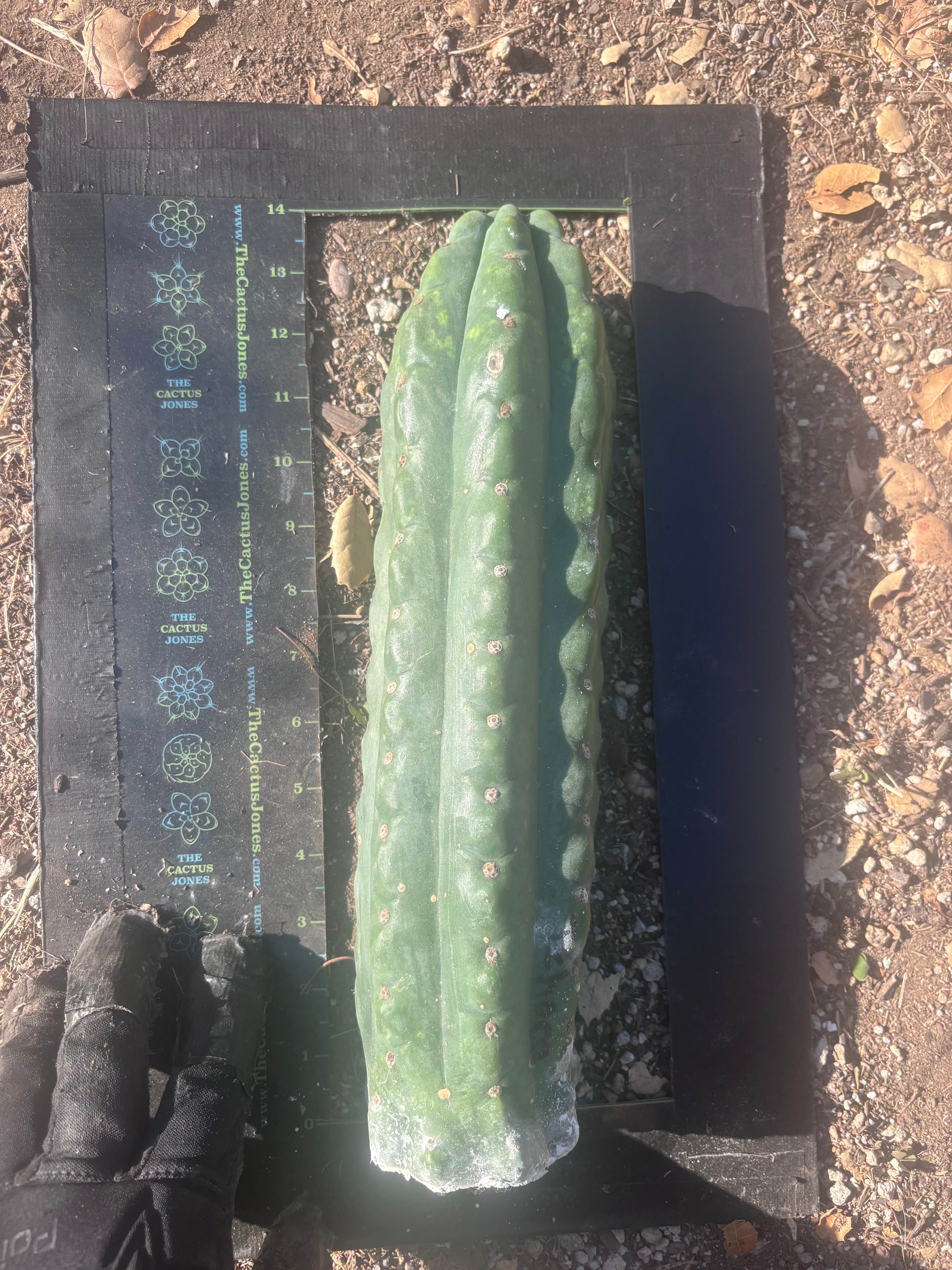 💎👑🌶️  Ichoca — Beefy 14” Notch Missile