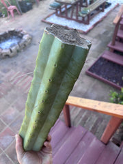 👑🌶️ Baker — 14” XL Medicine Log