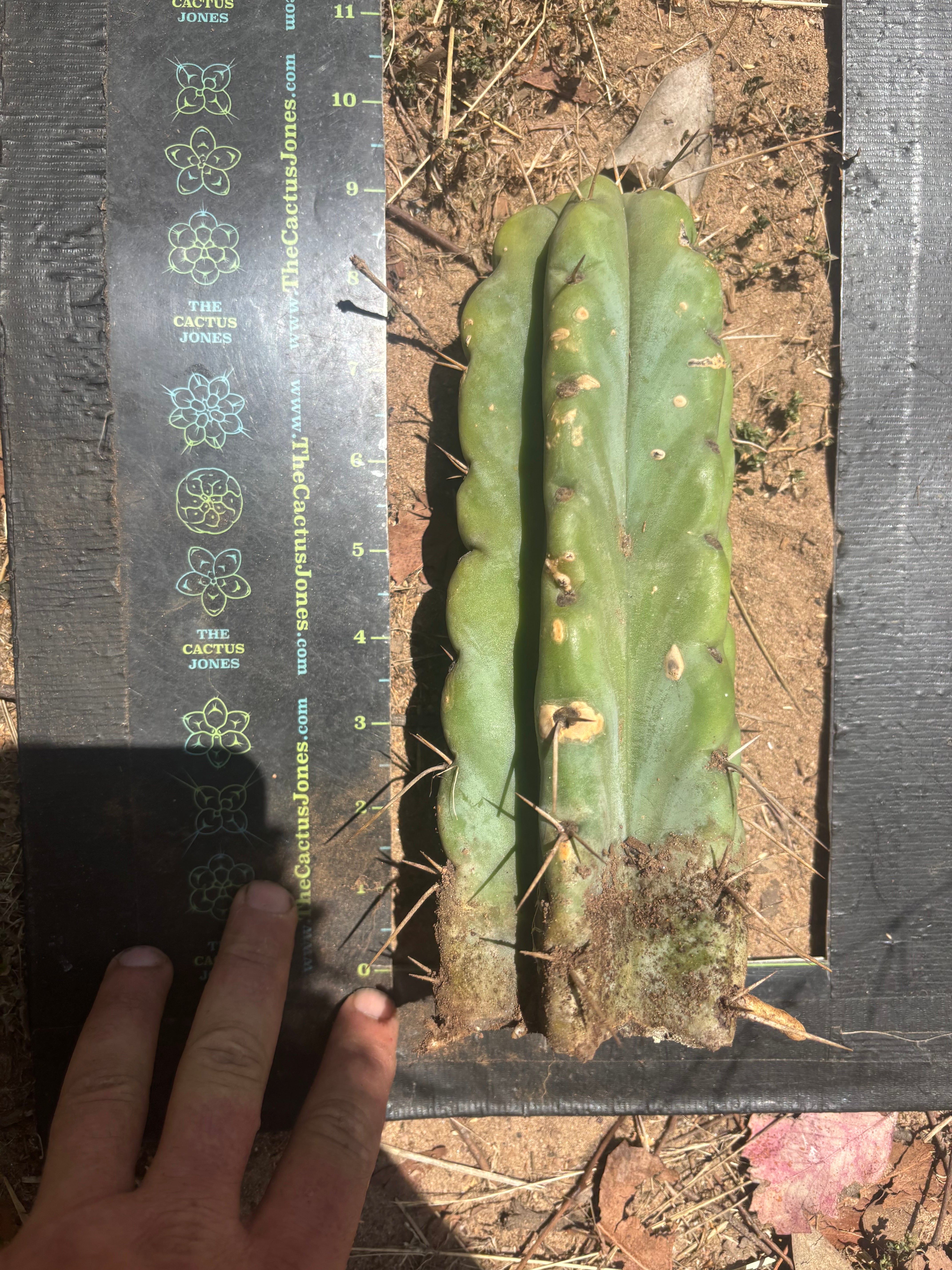 💎💎🌶️🌶️ NOM — 9” Tip, Throwing Roots